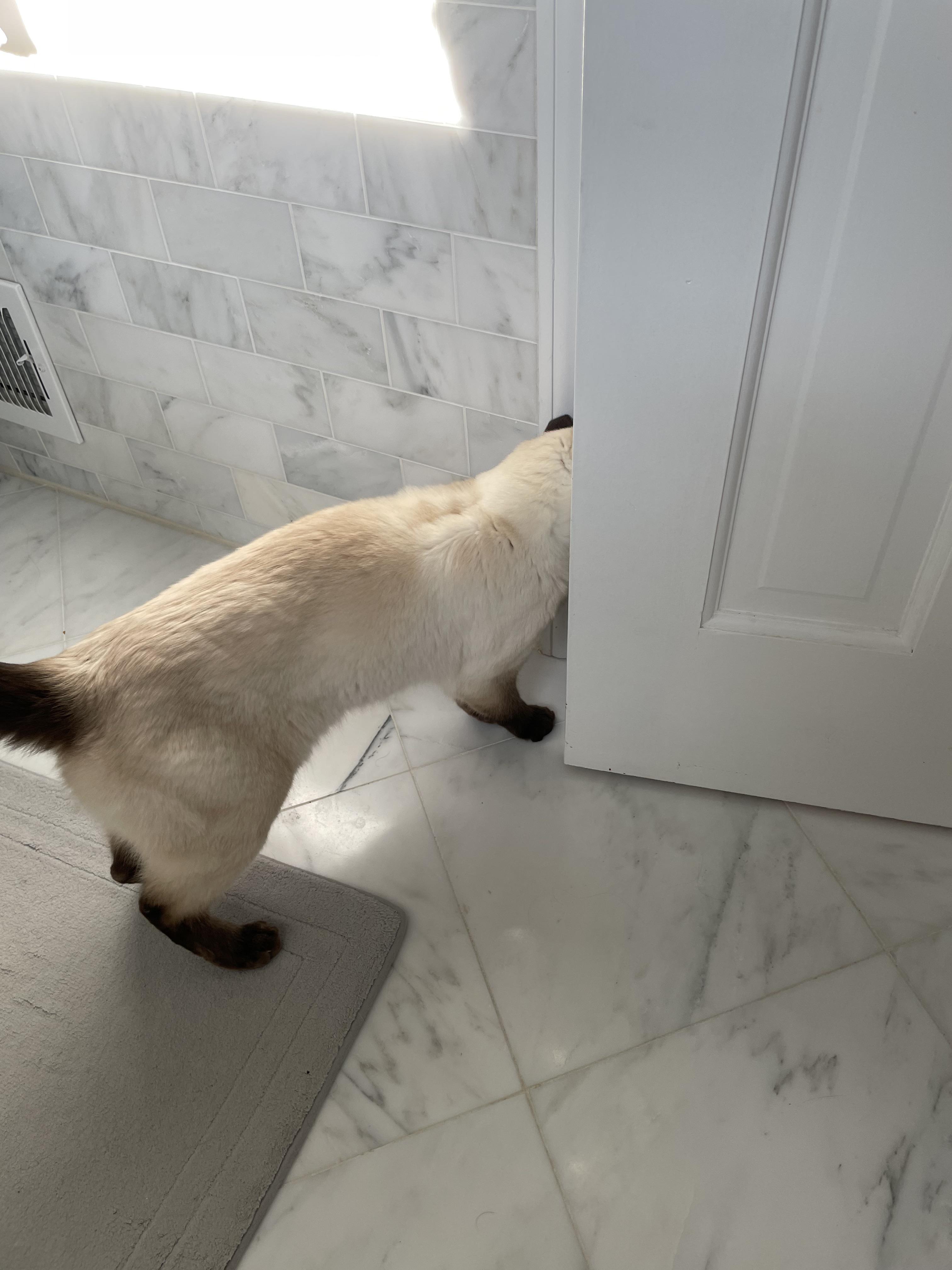 Romeo guarding the bathroom. r/cats