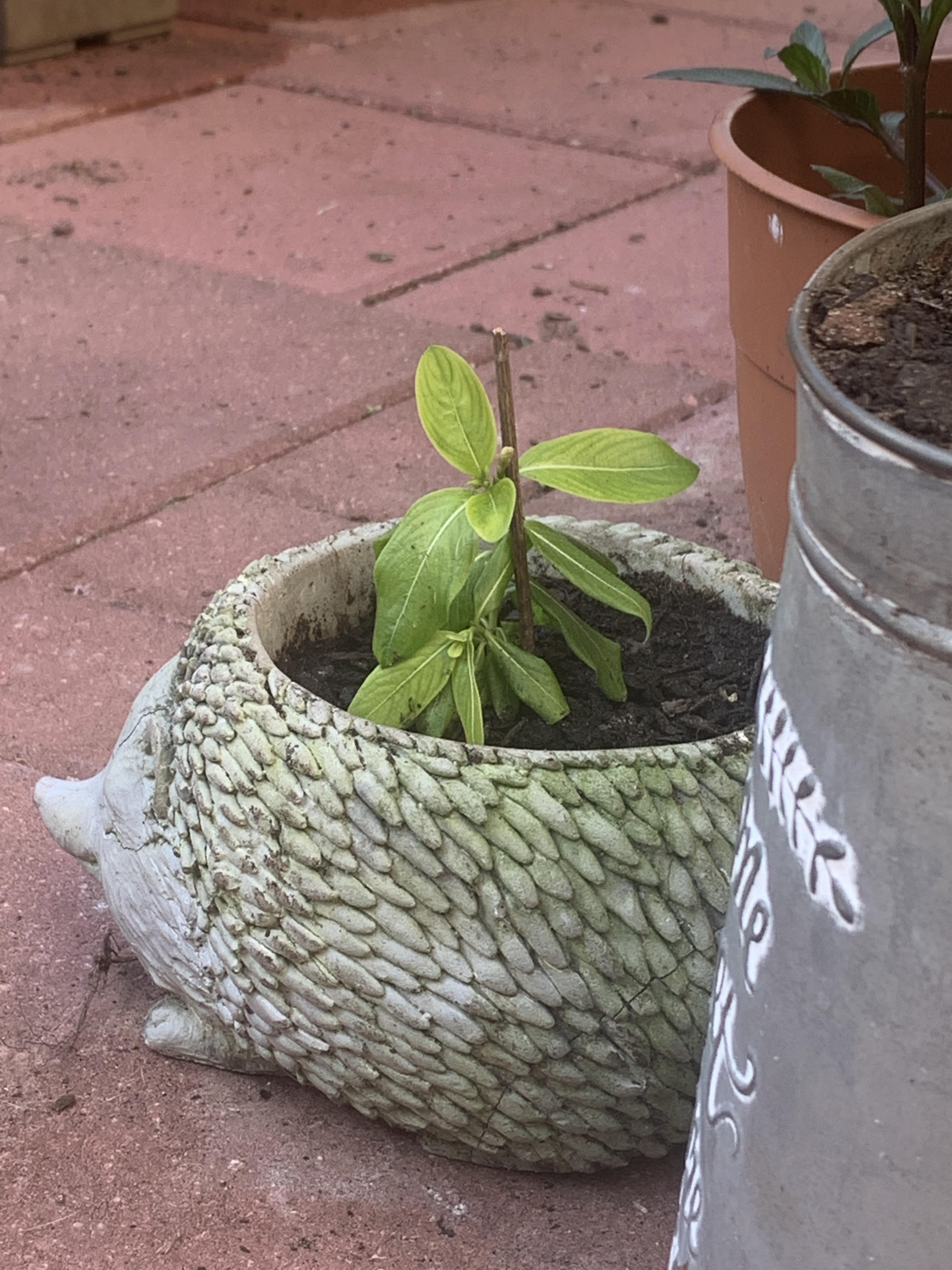 why is my plant so drippy and sad plants