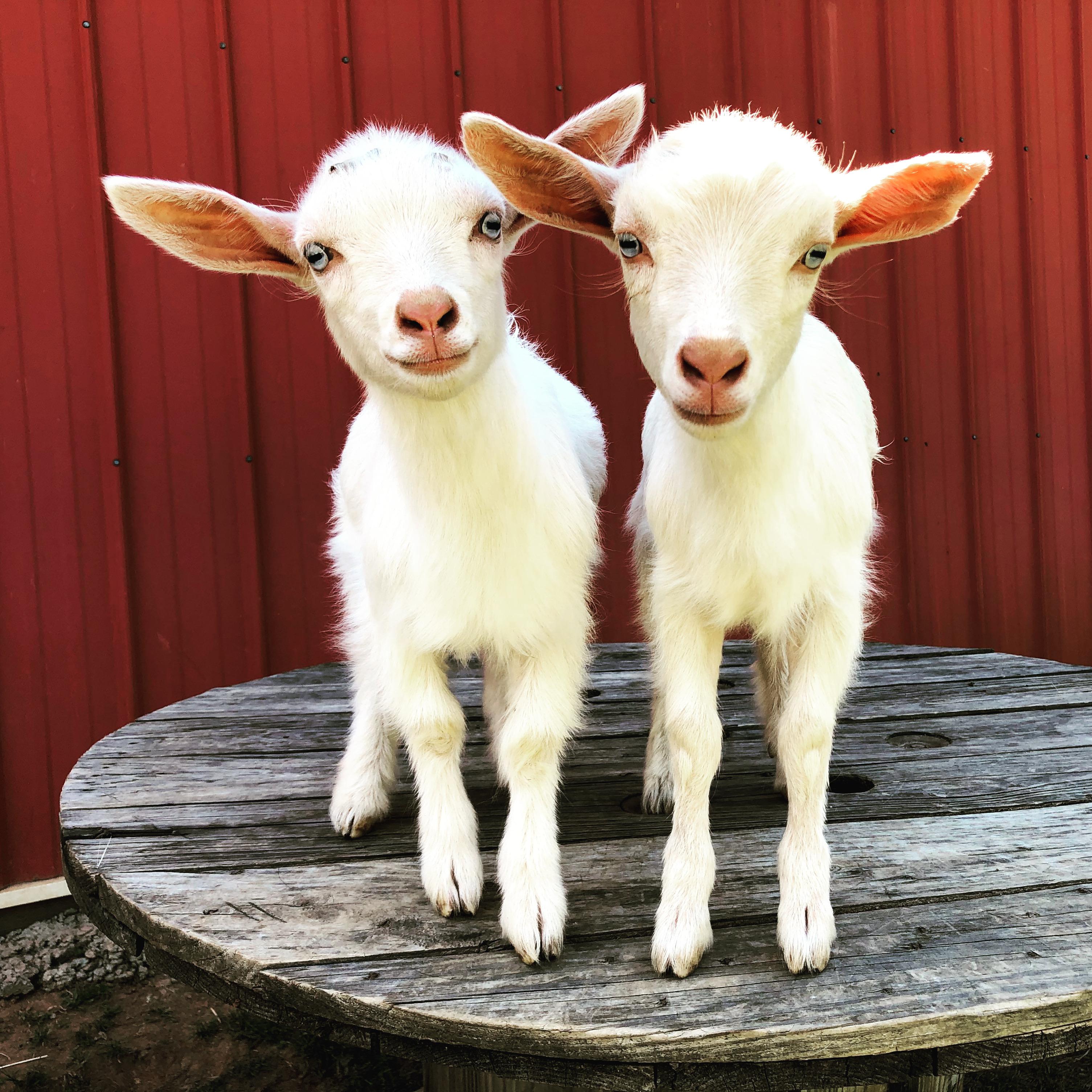 The twins! r/goats