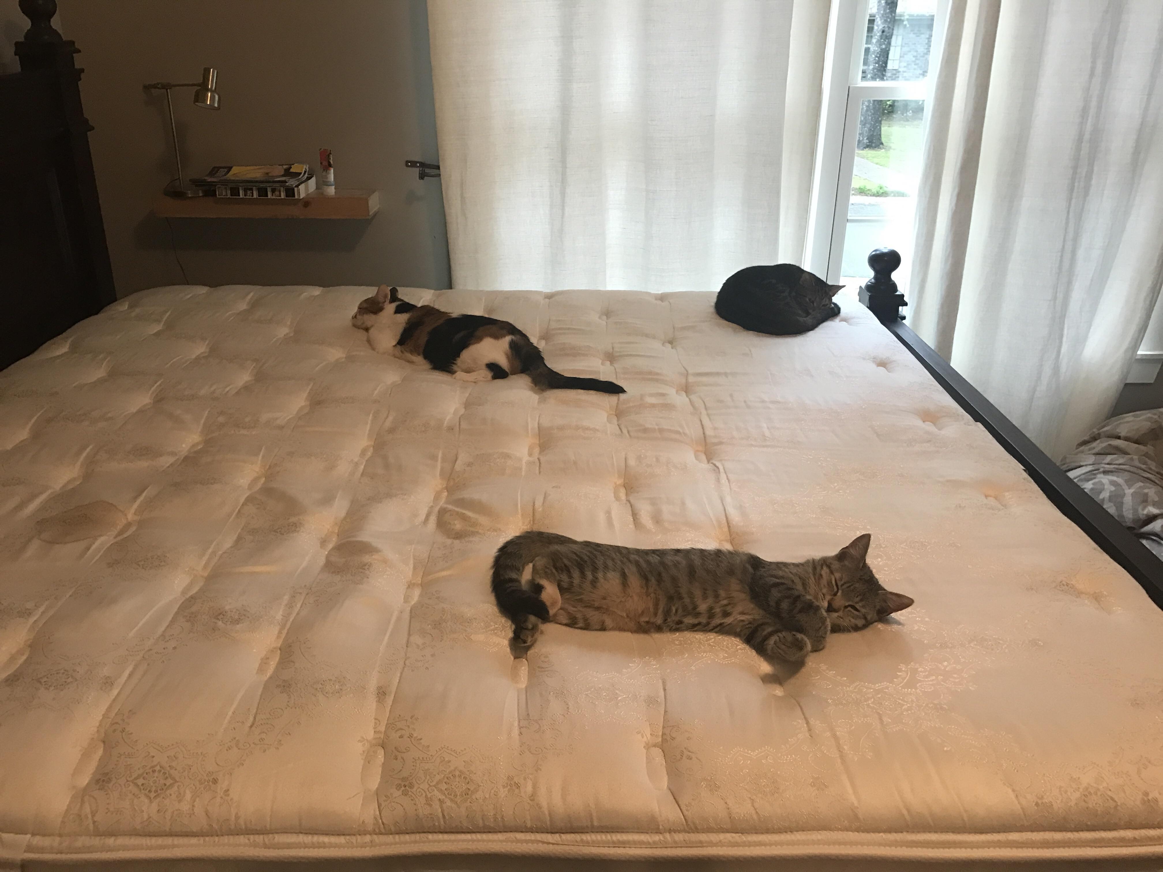All three cats got on the bed while I was trying to make