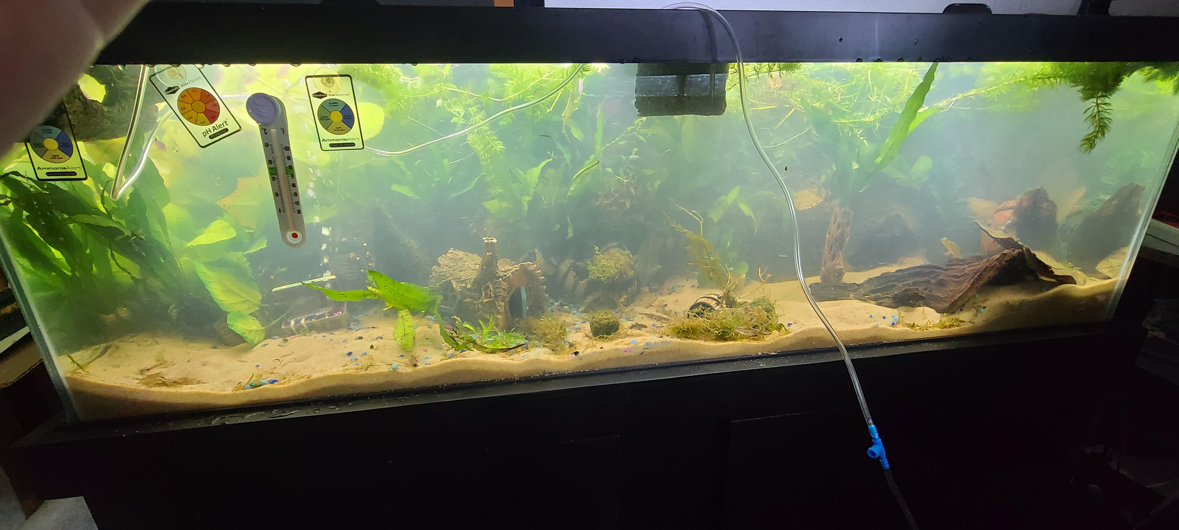 Tank is still cloudy from sand, the only inhabitant is a snail that