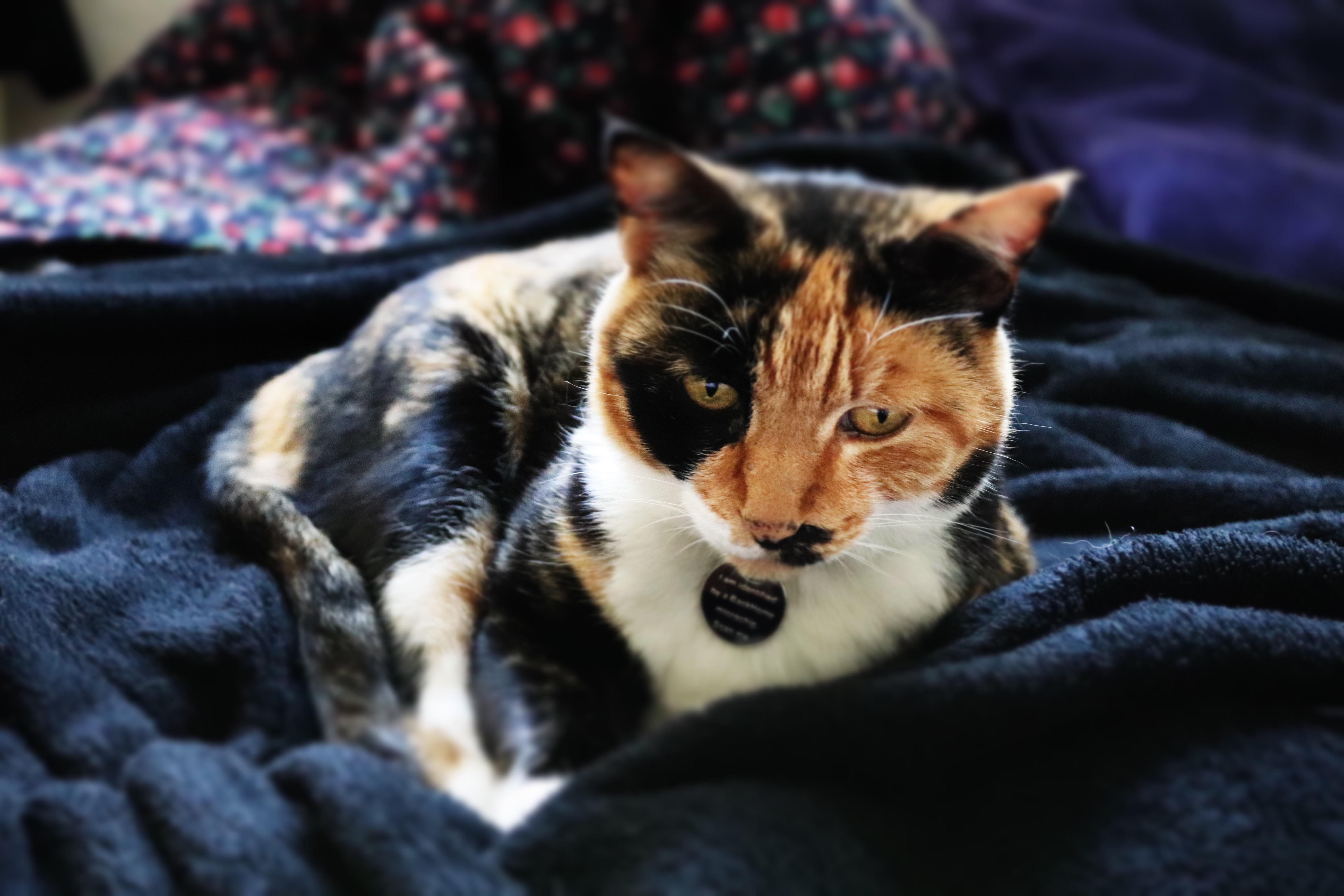 This is Lulubelle. She is the neighbors cat but when I moved into the