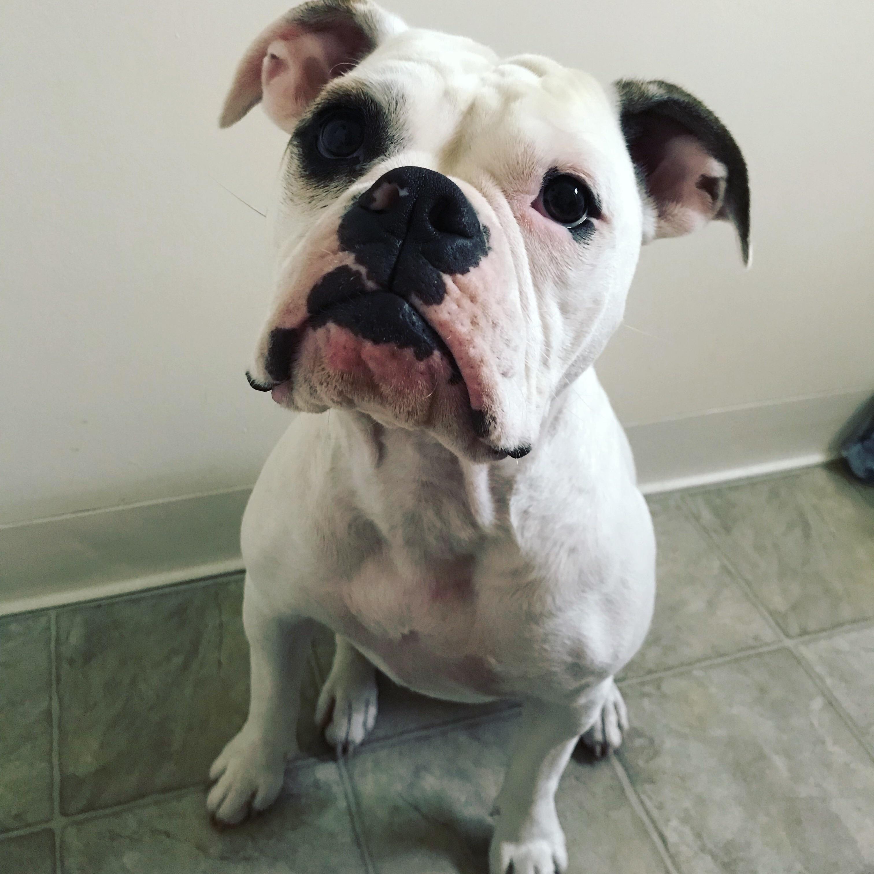 I can’t believe someone just gave this dog away r/Bulldogs