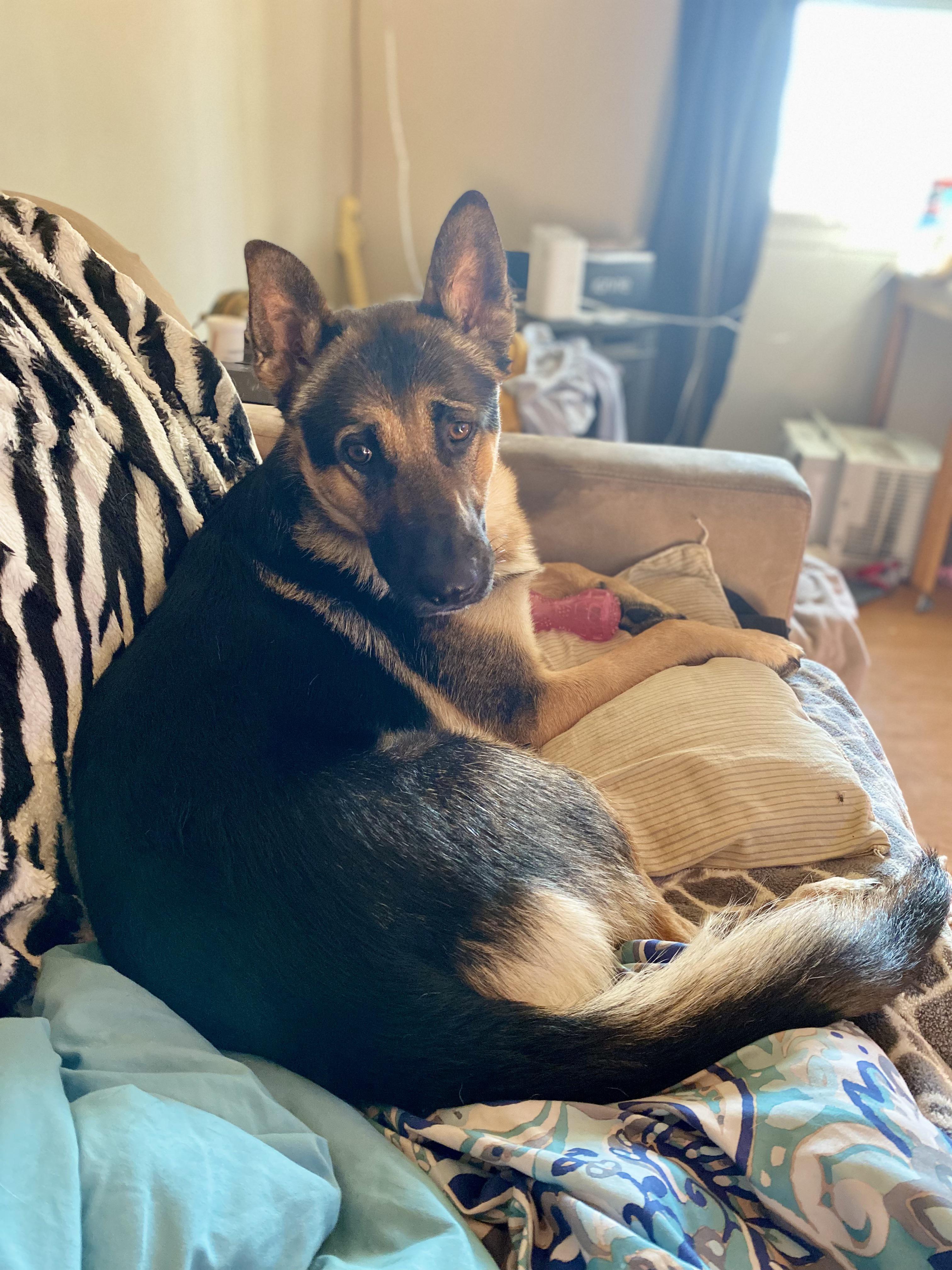 Best mental stimulation for German shepherds? r/germanshepherds