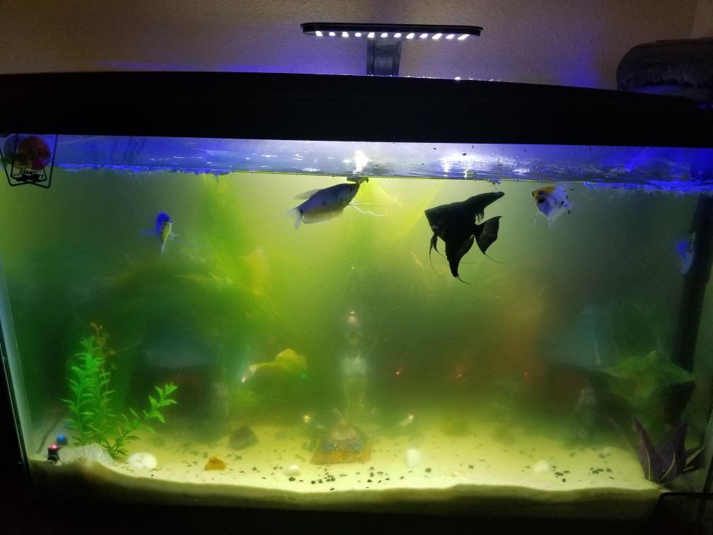 Help my tank keeps turning green! I’ve never had this persistent of an