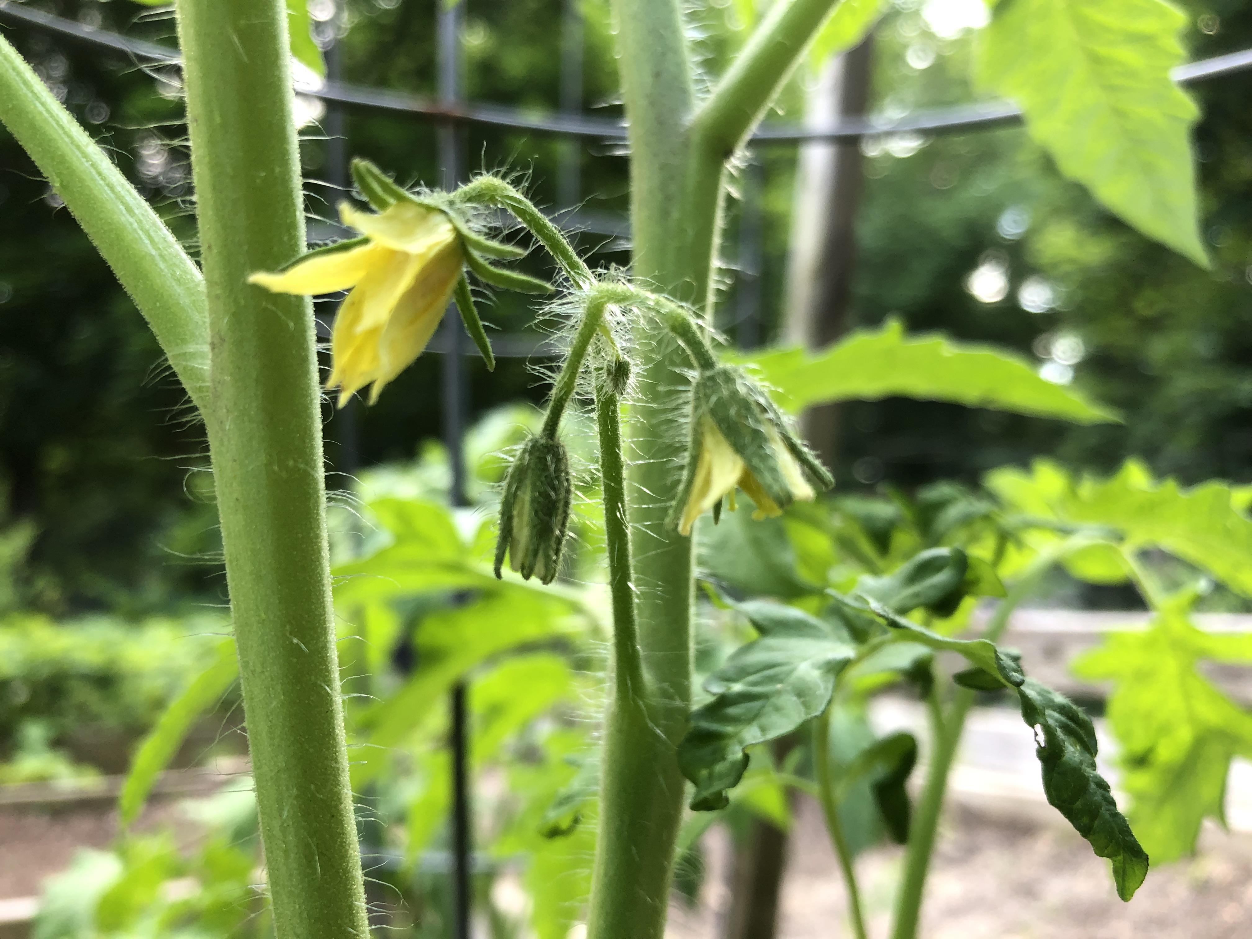 First tomato blooms of the season! I’m excited! r/gardening