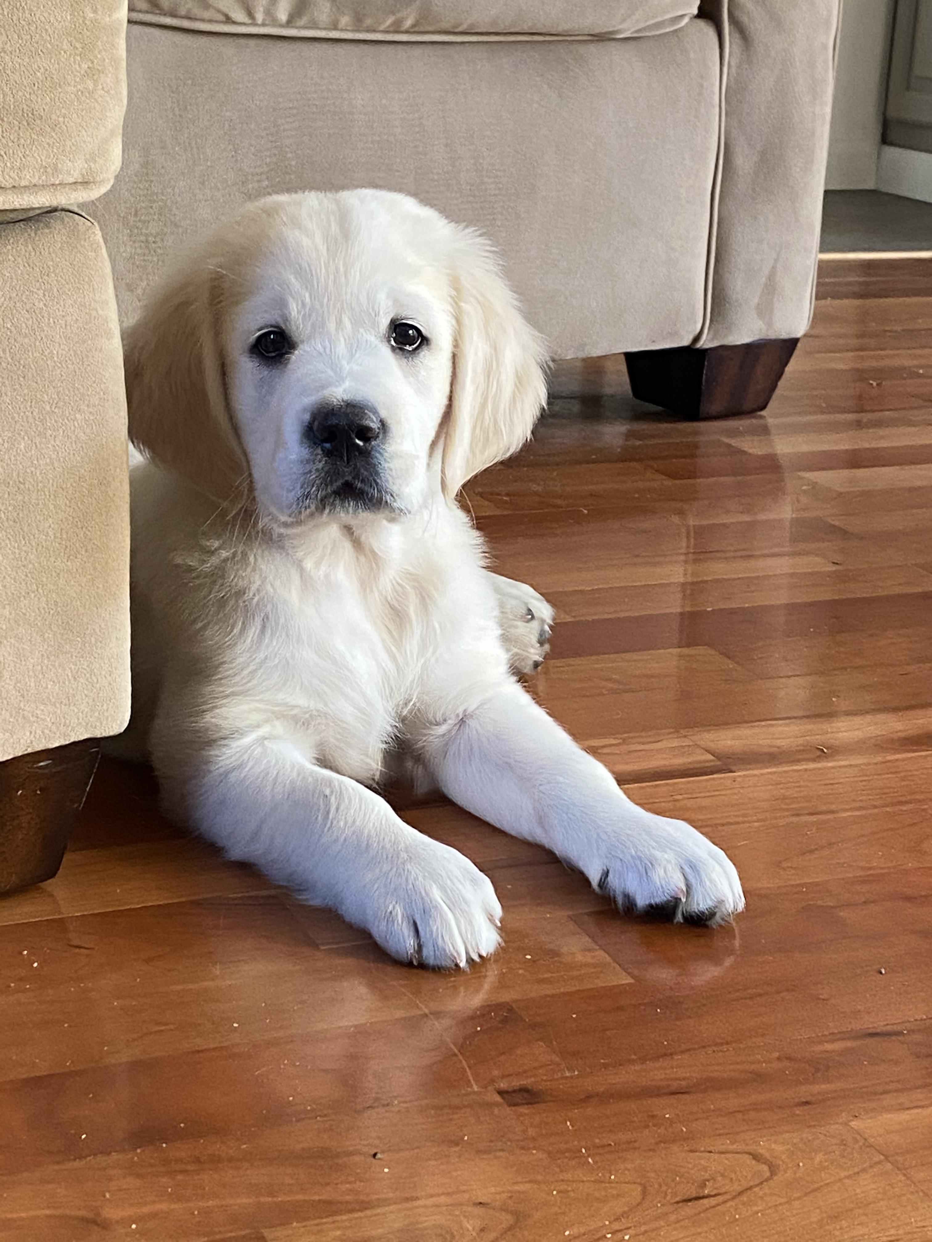 English Golden Retrievers