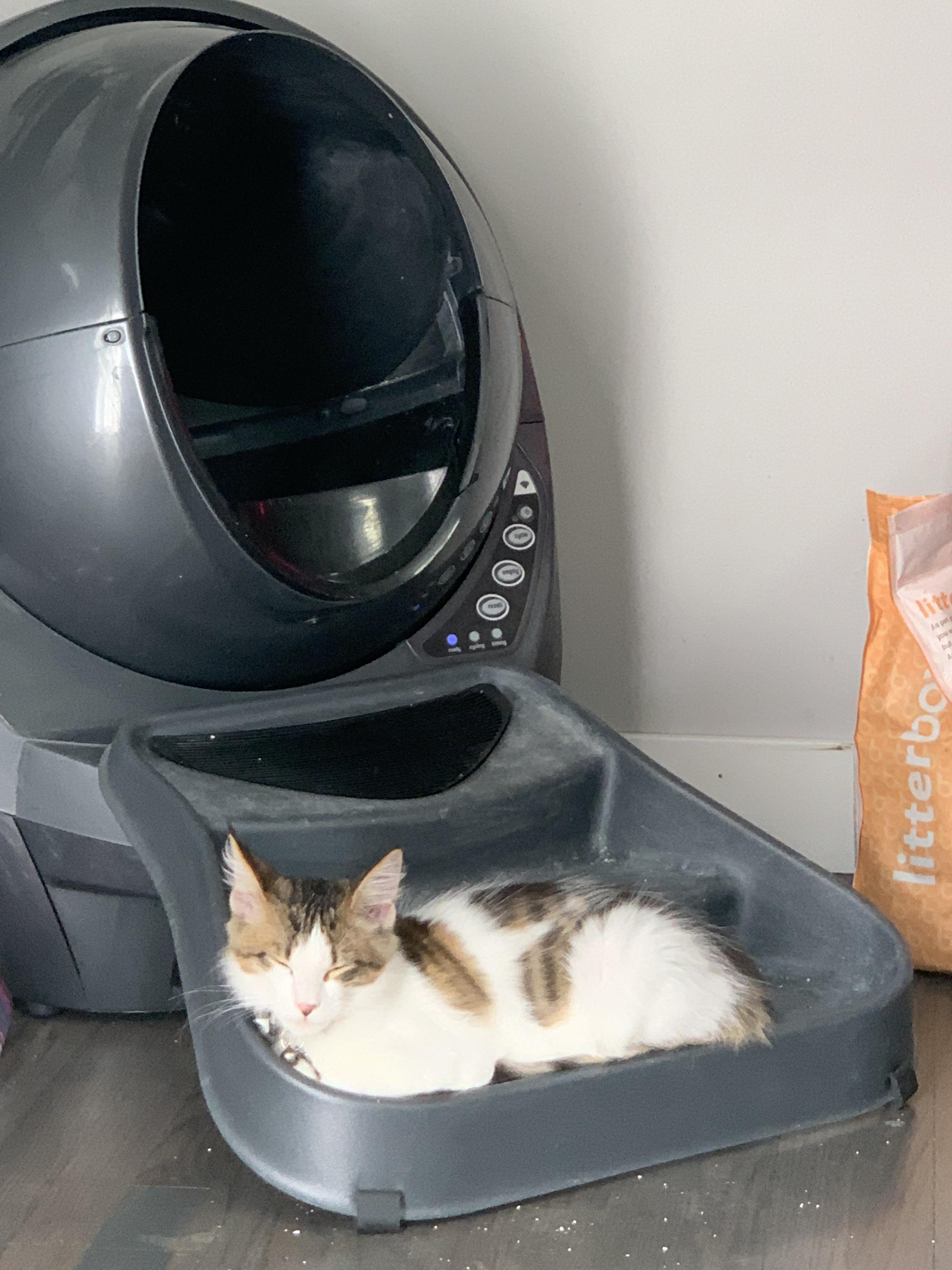 Confirmed, cats are gross. r/cats