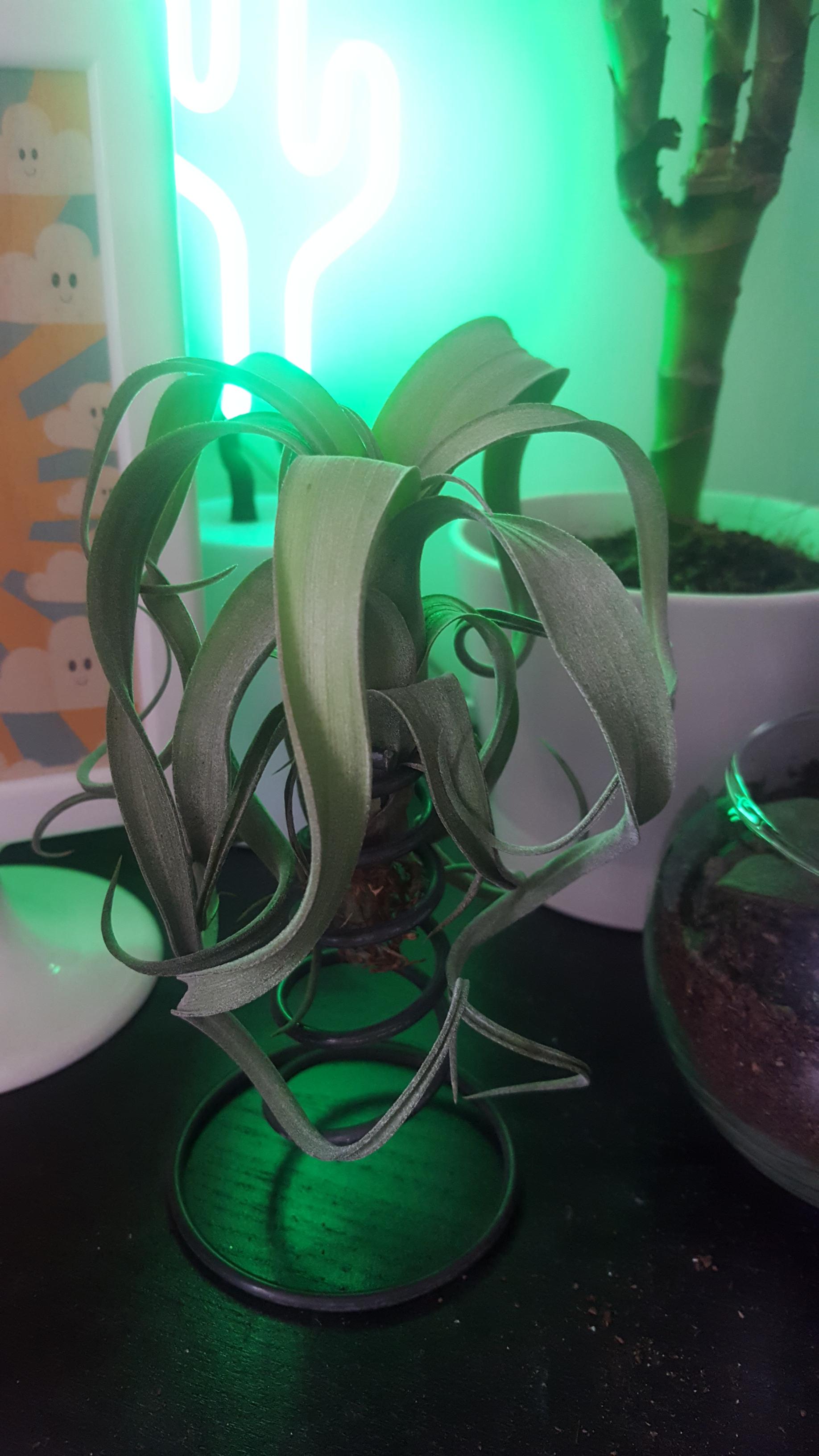 Finally found a shop that sells air plants and got to tick it off my