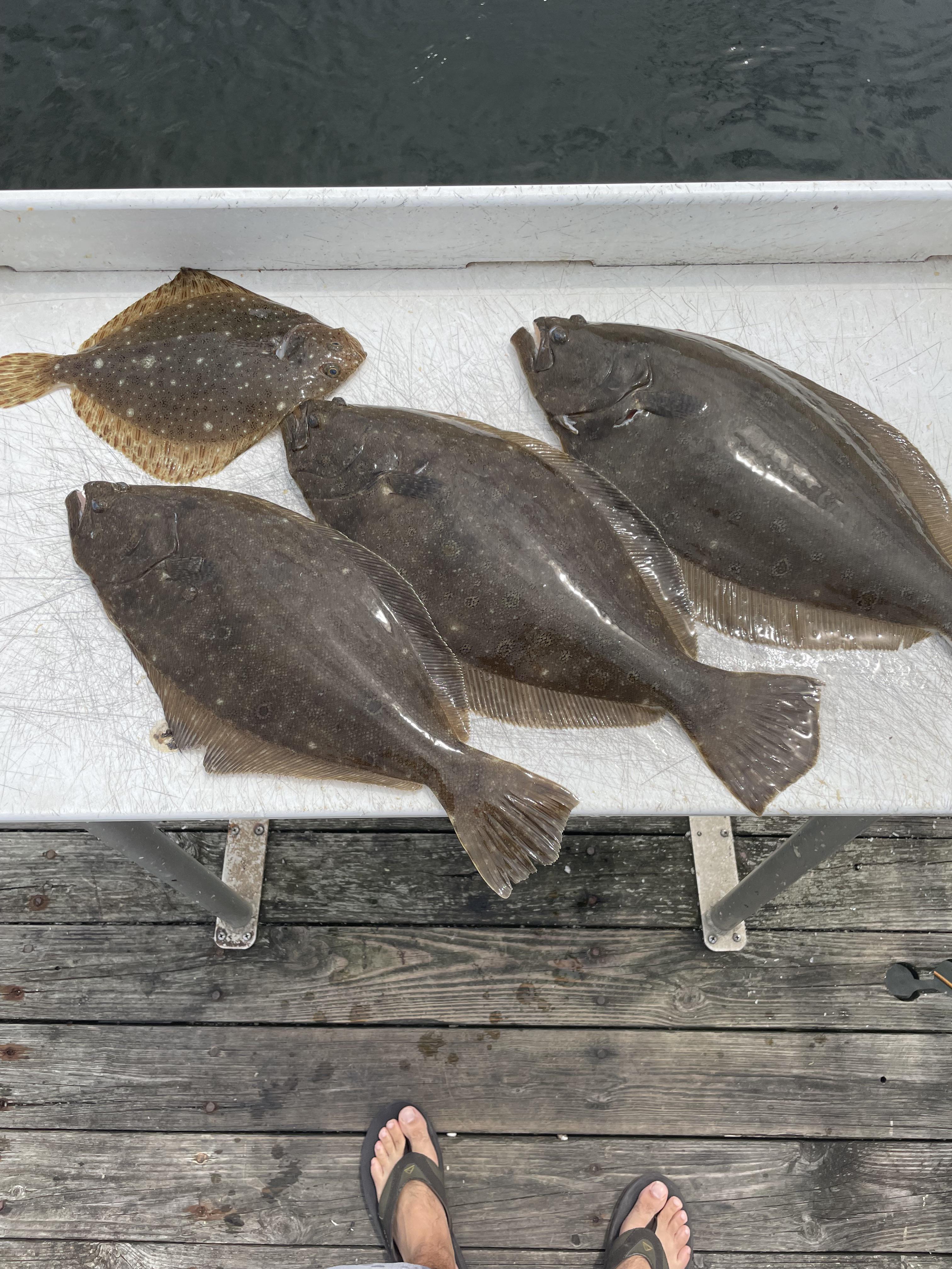 Nice little fluke limit NJ waters +a sundial r/Fishing