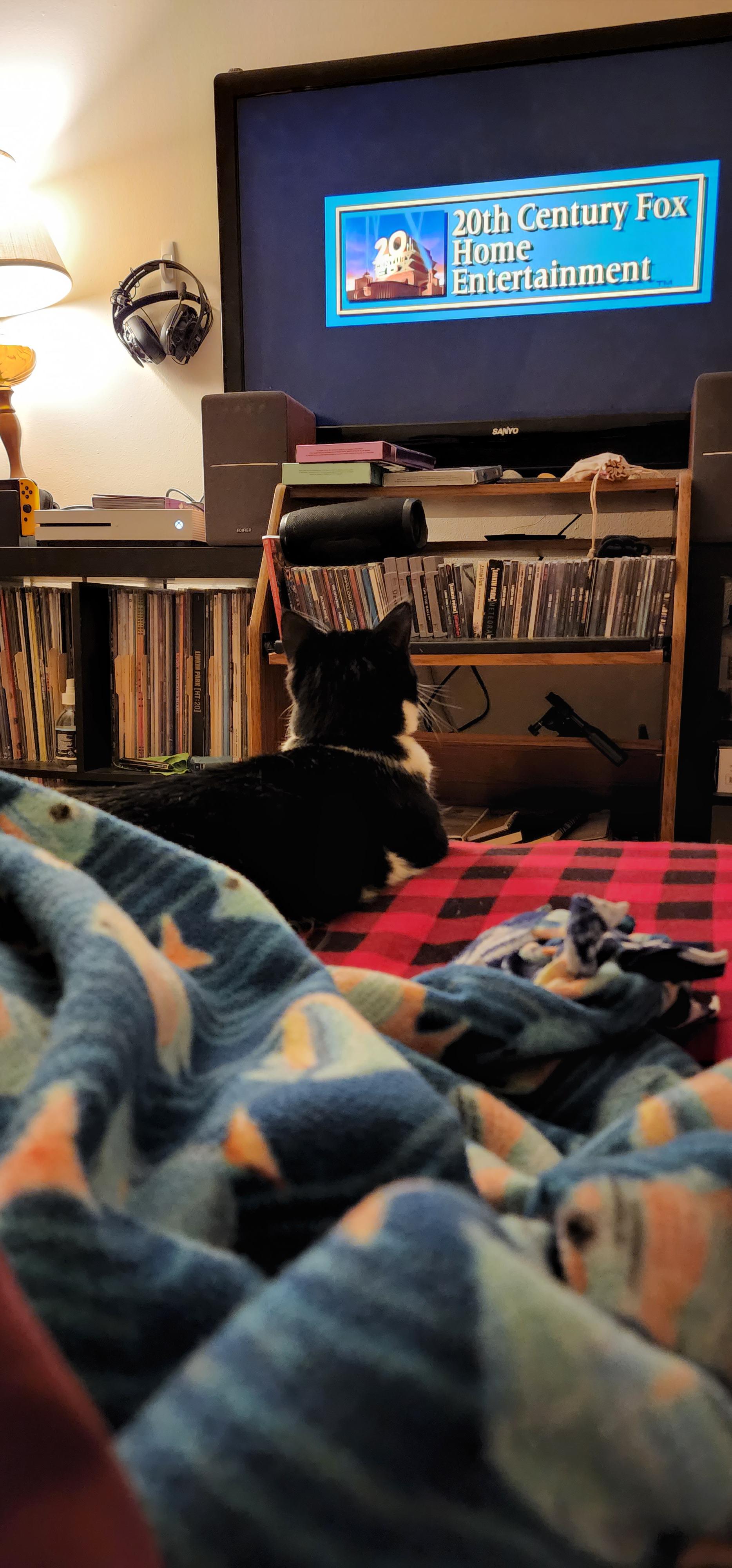 Here's my cat watching TV r/notinteresting