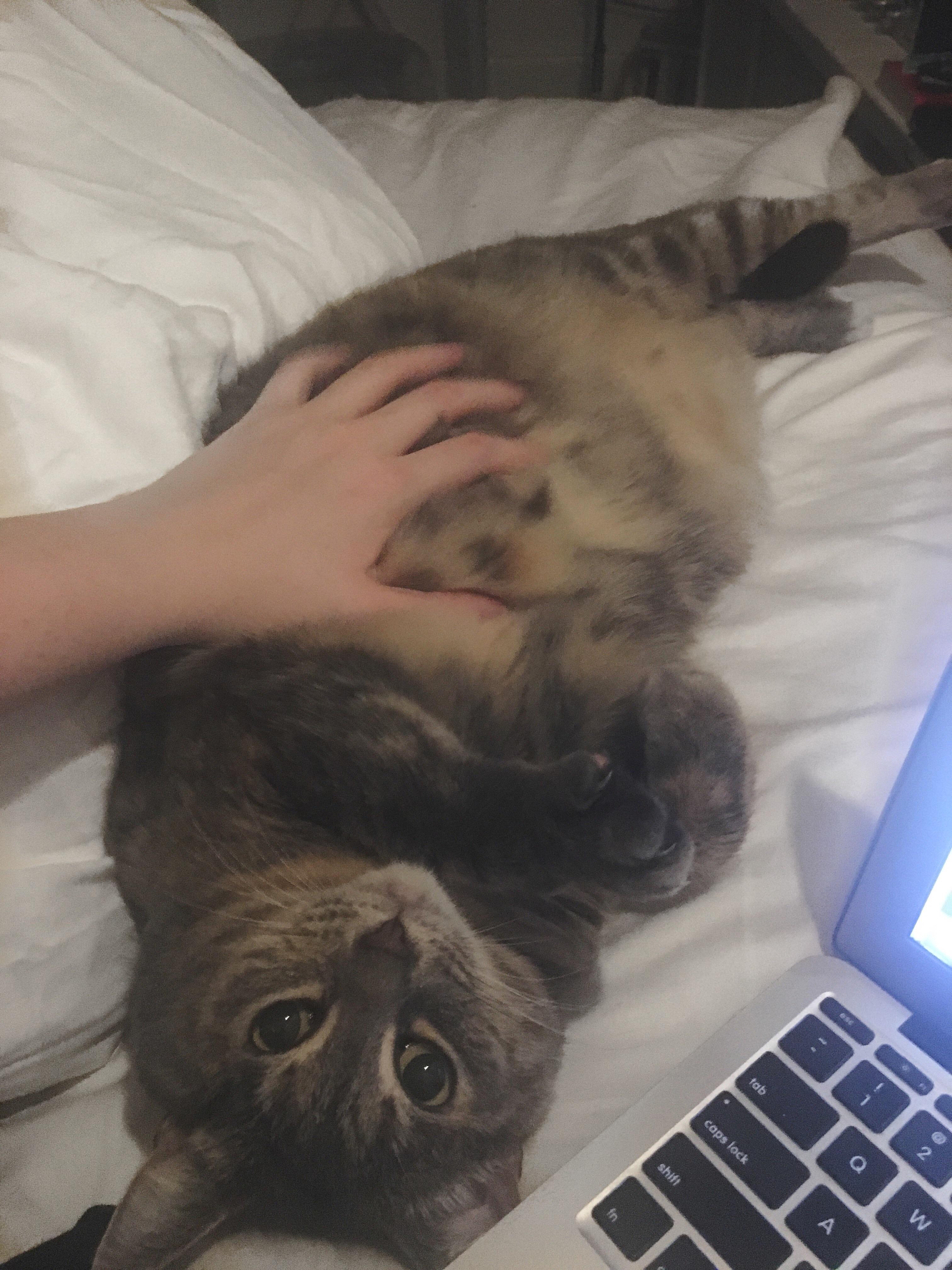 Only cat I’ve ever known that likes her belly rubbed r/cats