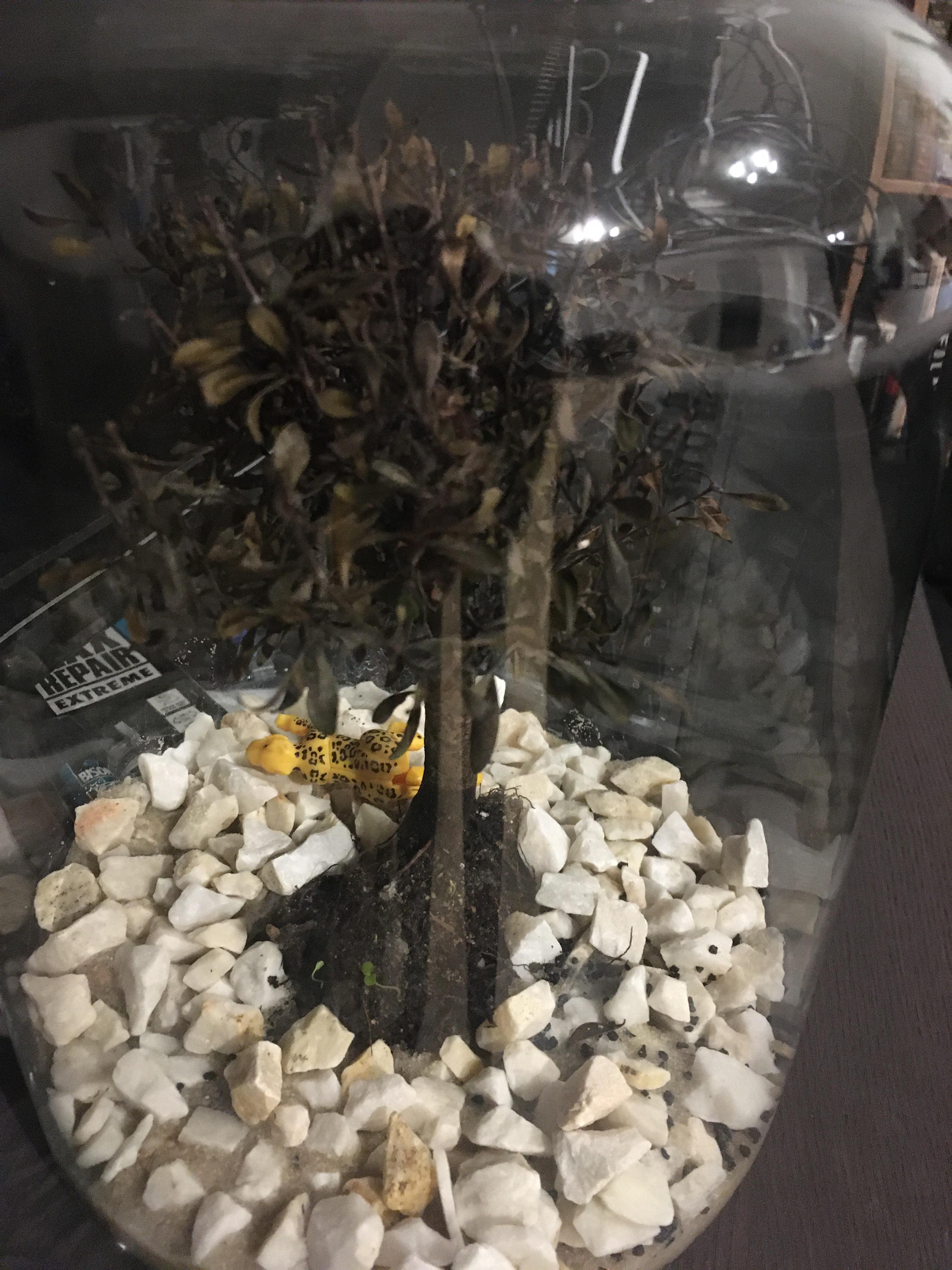 Why is my bonsai dying? Black leaves, mold on leaves. DIY terrarium set