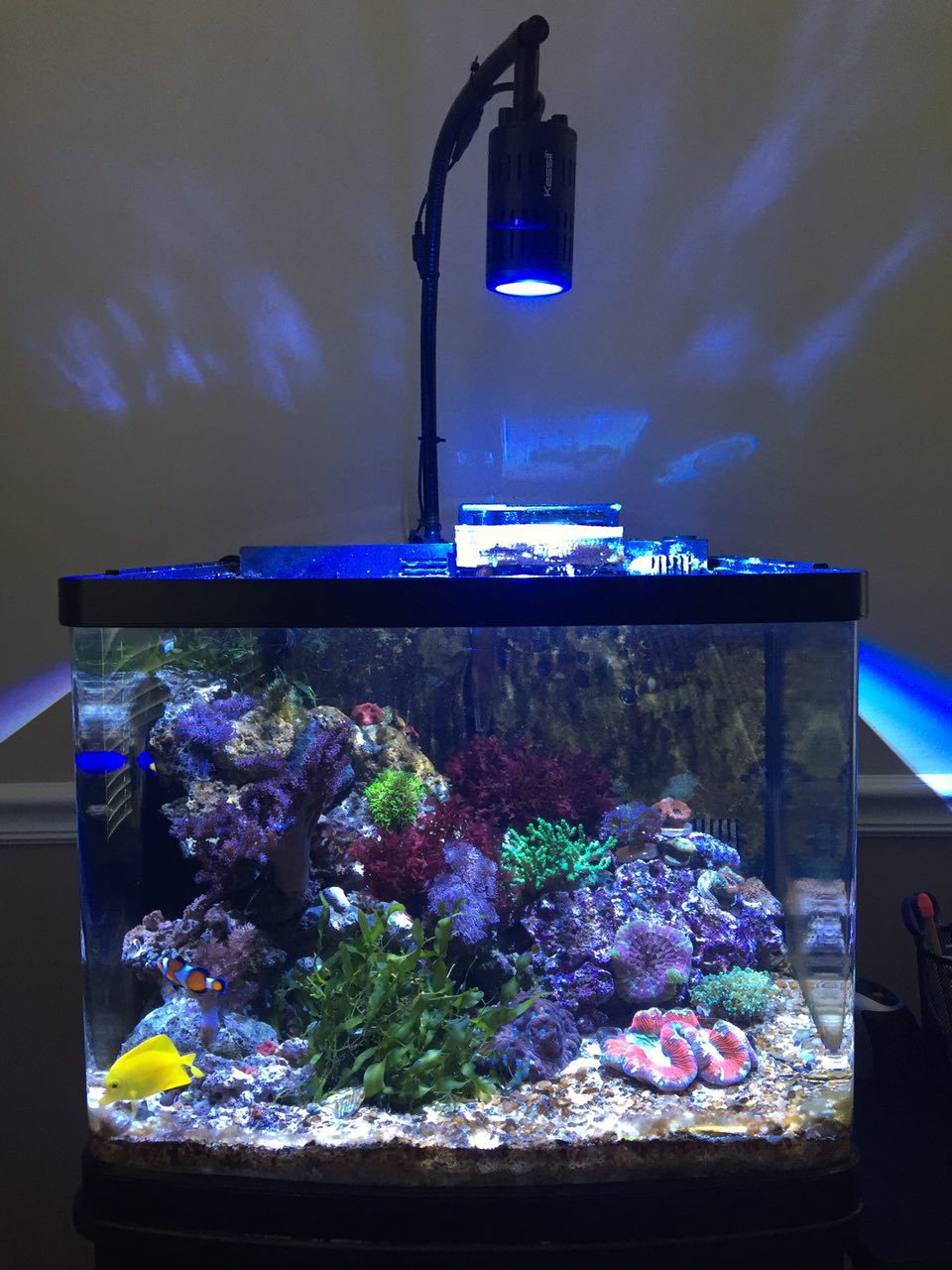 My 29 Gal Lagoon Reef r/Aquariums