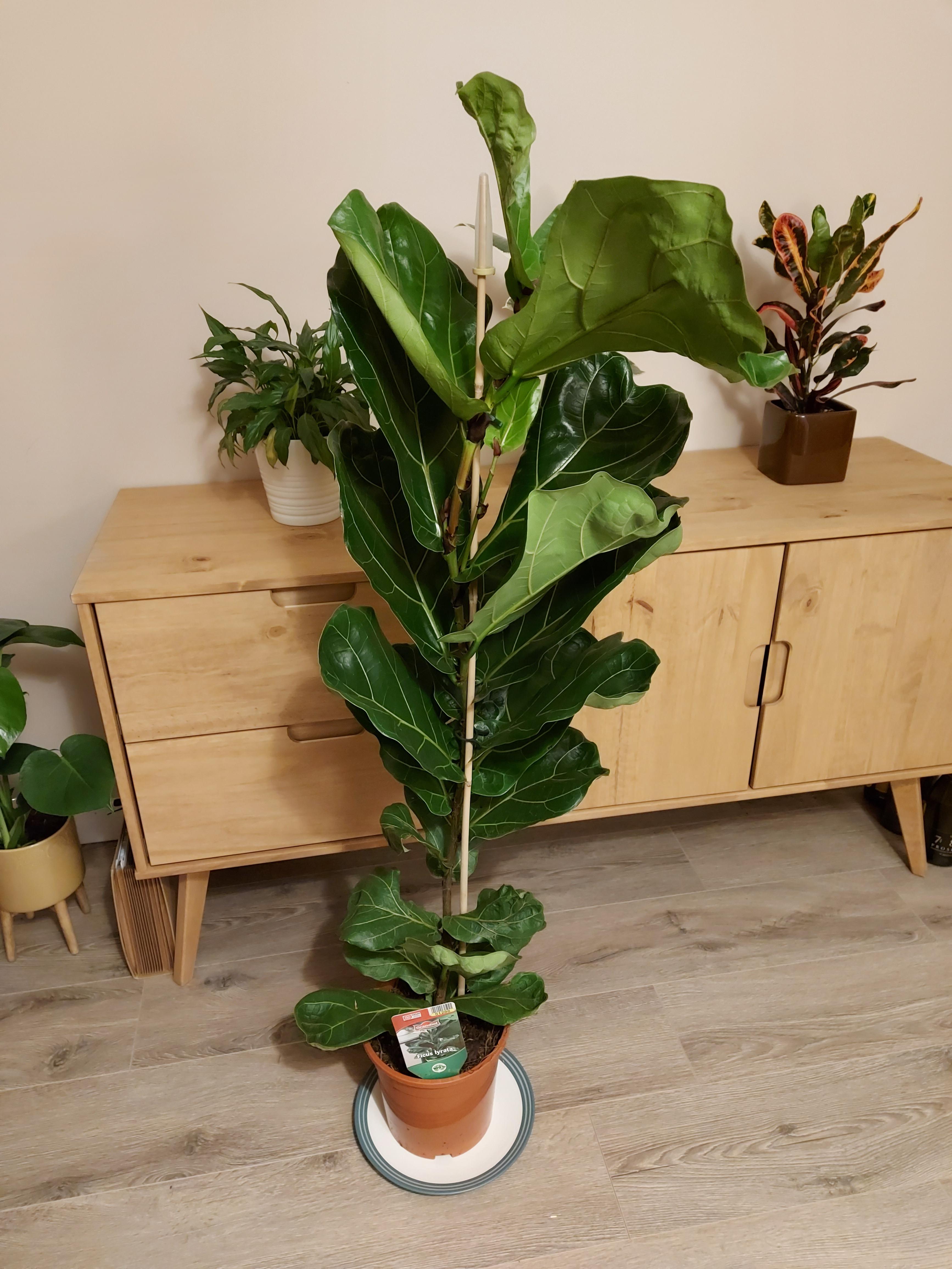 Picked up this huge fiddle leaf fig for £10.99 from Lidl (UK