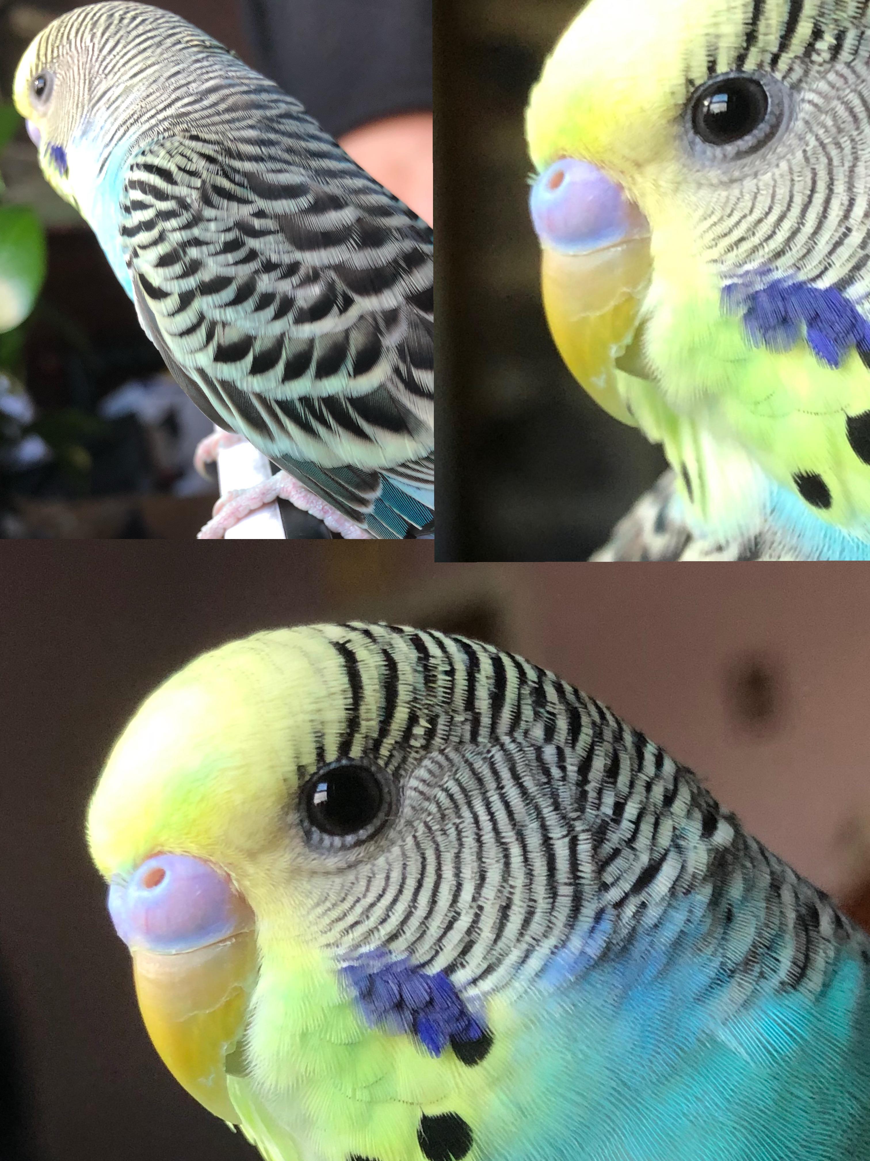 My yellow budgie is turning green? Pic aren’t the best, sorry. I’ve