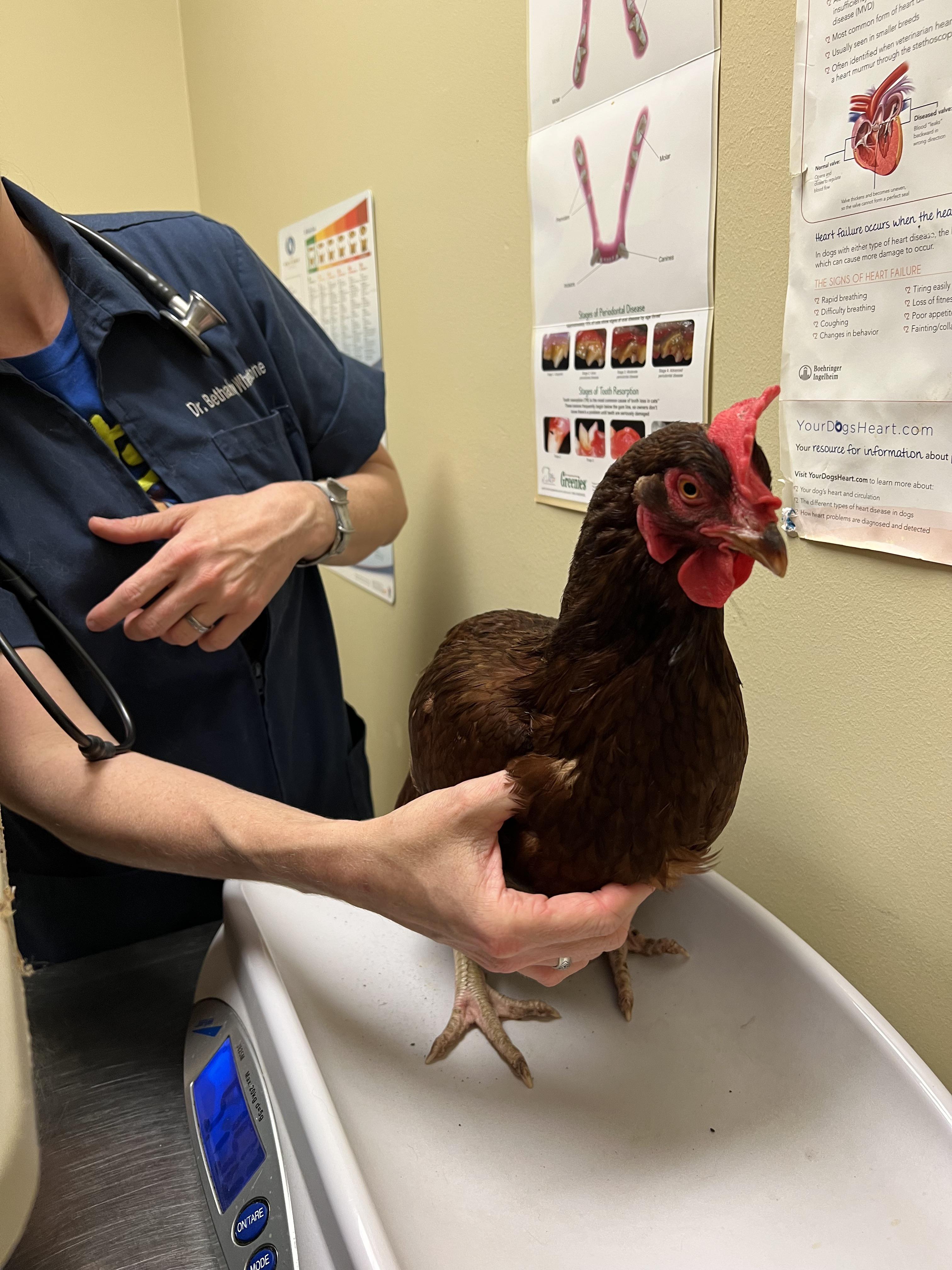 My chicken getting a checkup at the vet. Red did great! r/chickens
