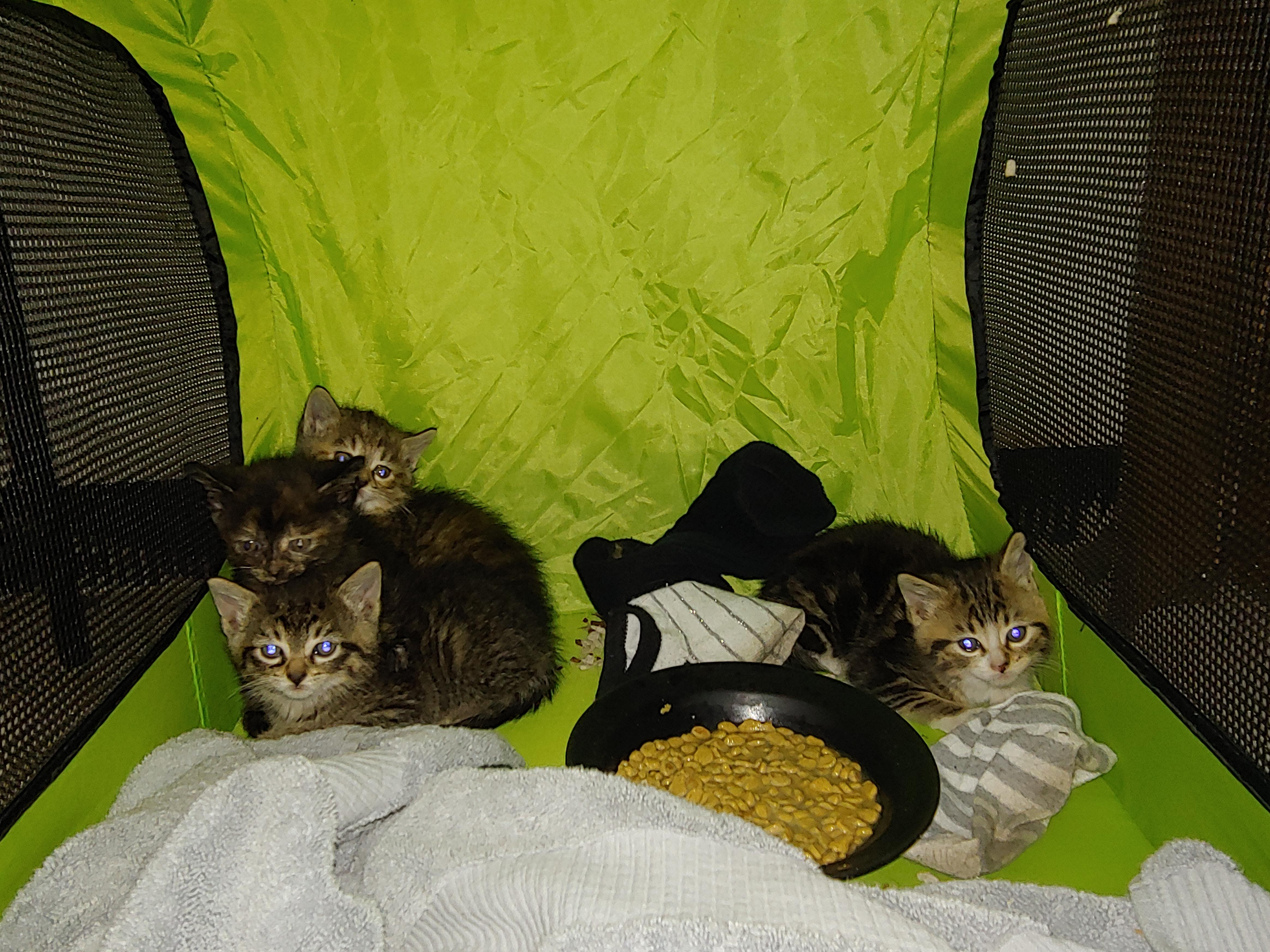 My husband and I rescued these kittens and I'm looking for advice on