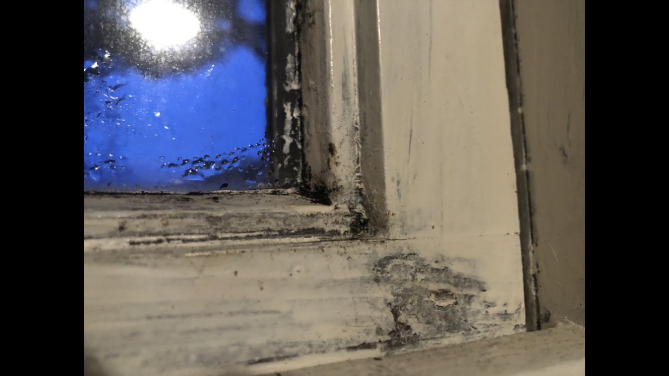 Love the house, but I saw this. Is this Black Mold? Dealbreaker? How