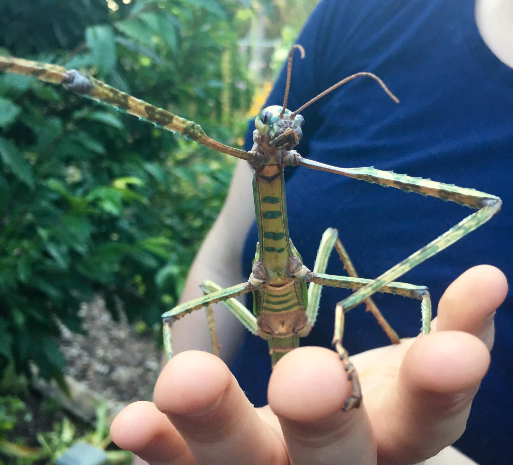 Stick Insect Australia For Sale at Debbie Presley blog