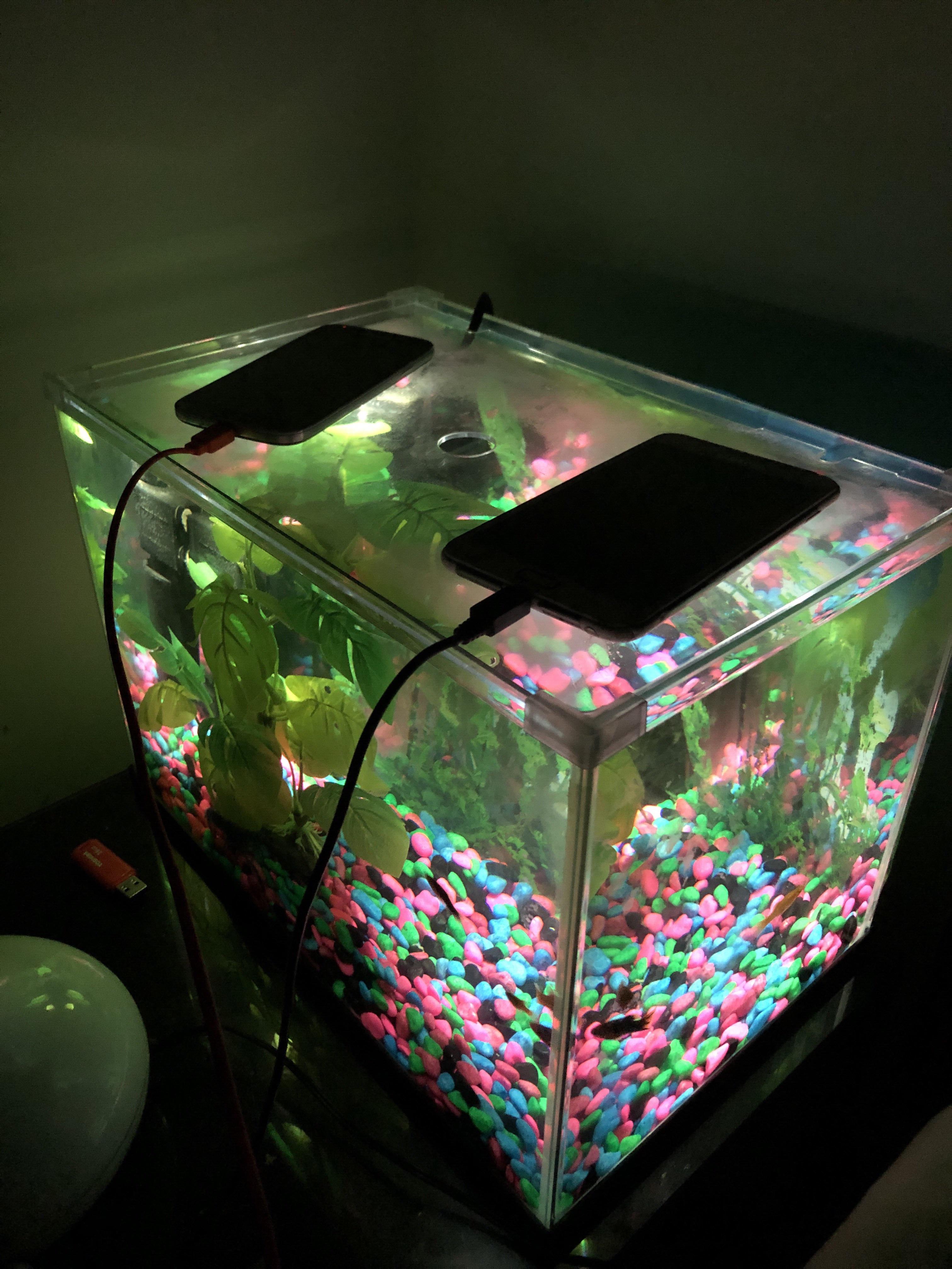 No fish tank lights? Just improvise! r/Aquariums