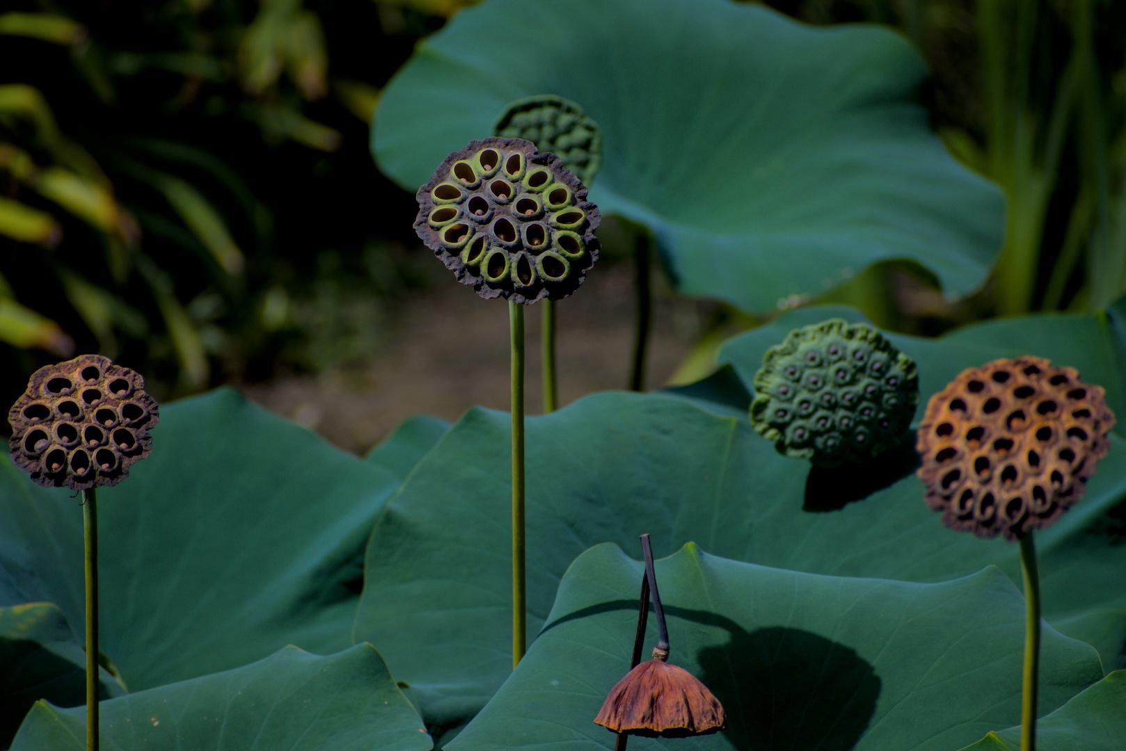 Lotus Pods r/BotanicalPorn