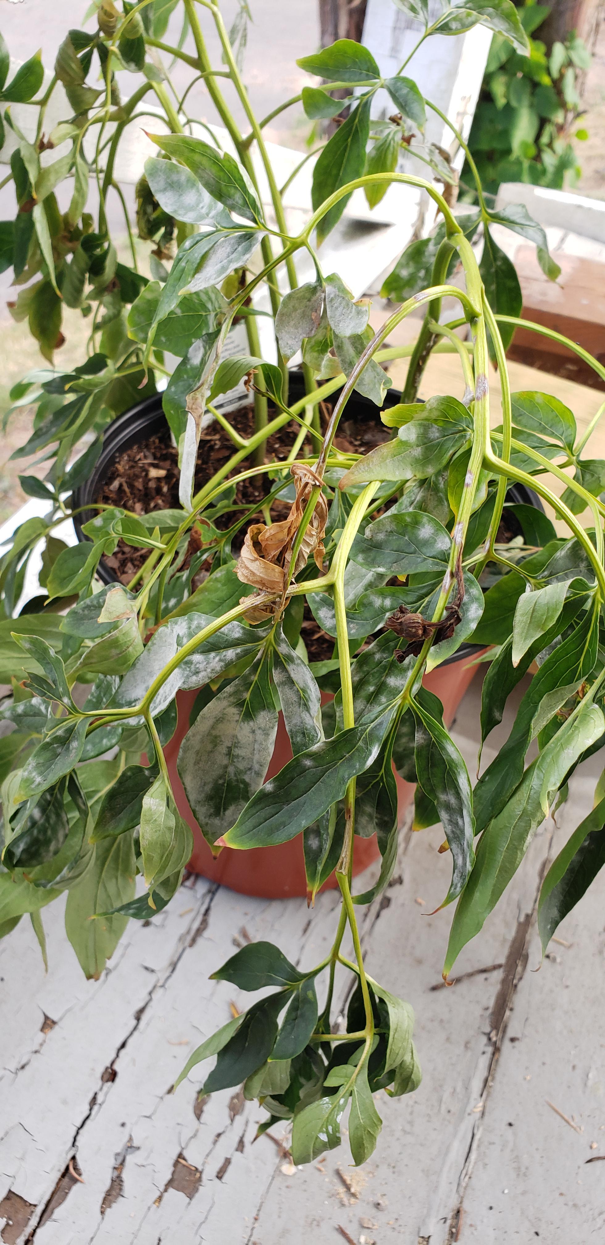 Potted peonies I was hoping to cut back and transplant into the ground