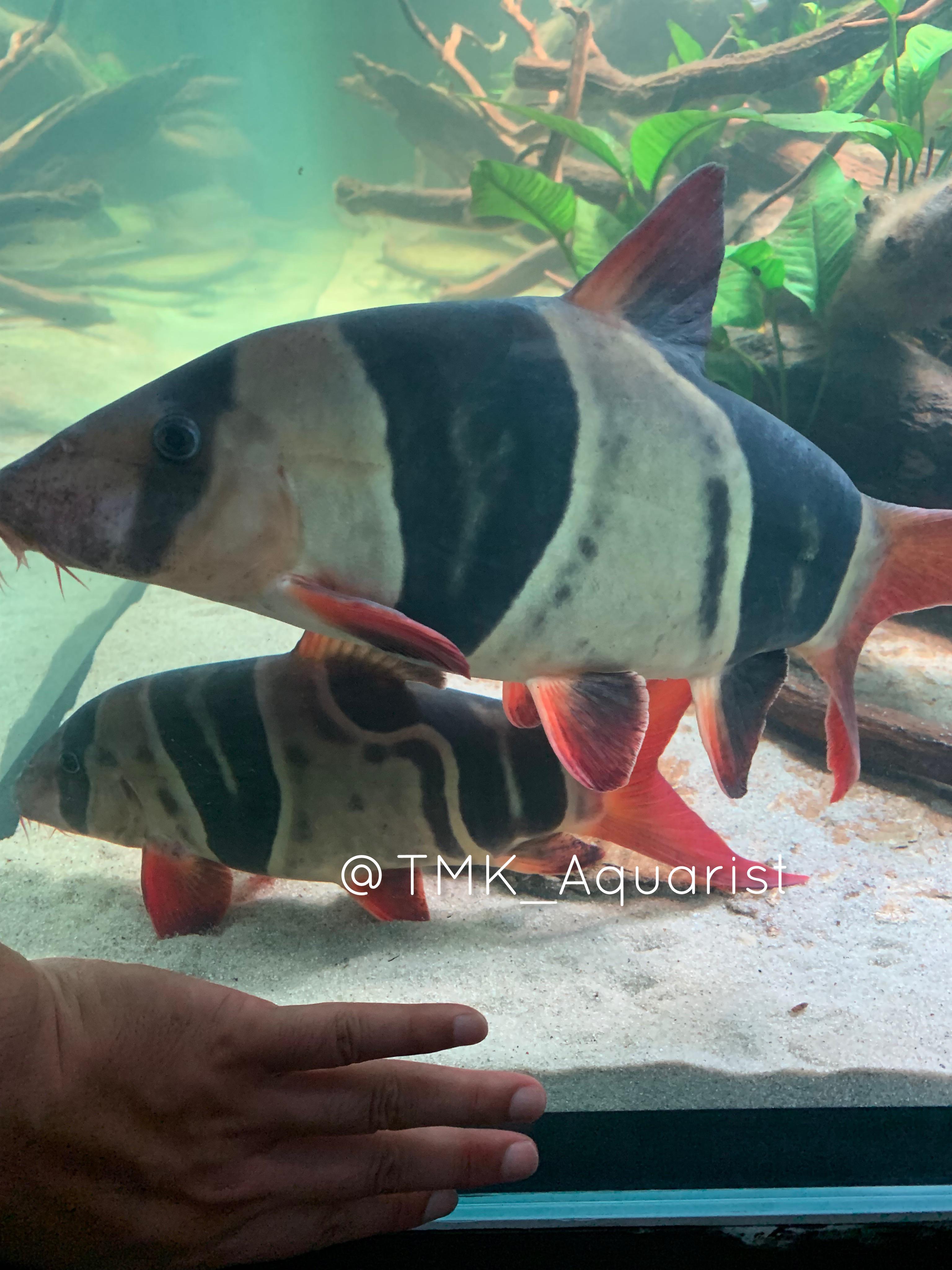 Giant clown loaches moved into their new home at the Groot, 1200