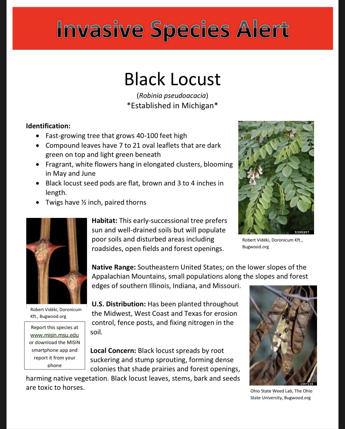 Discussion should black locust be considered an invasive species? r