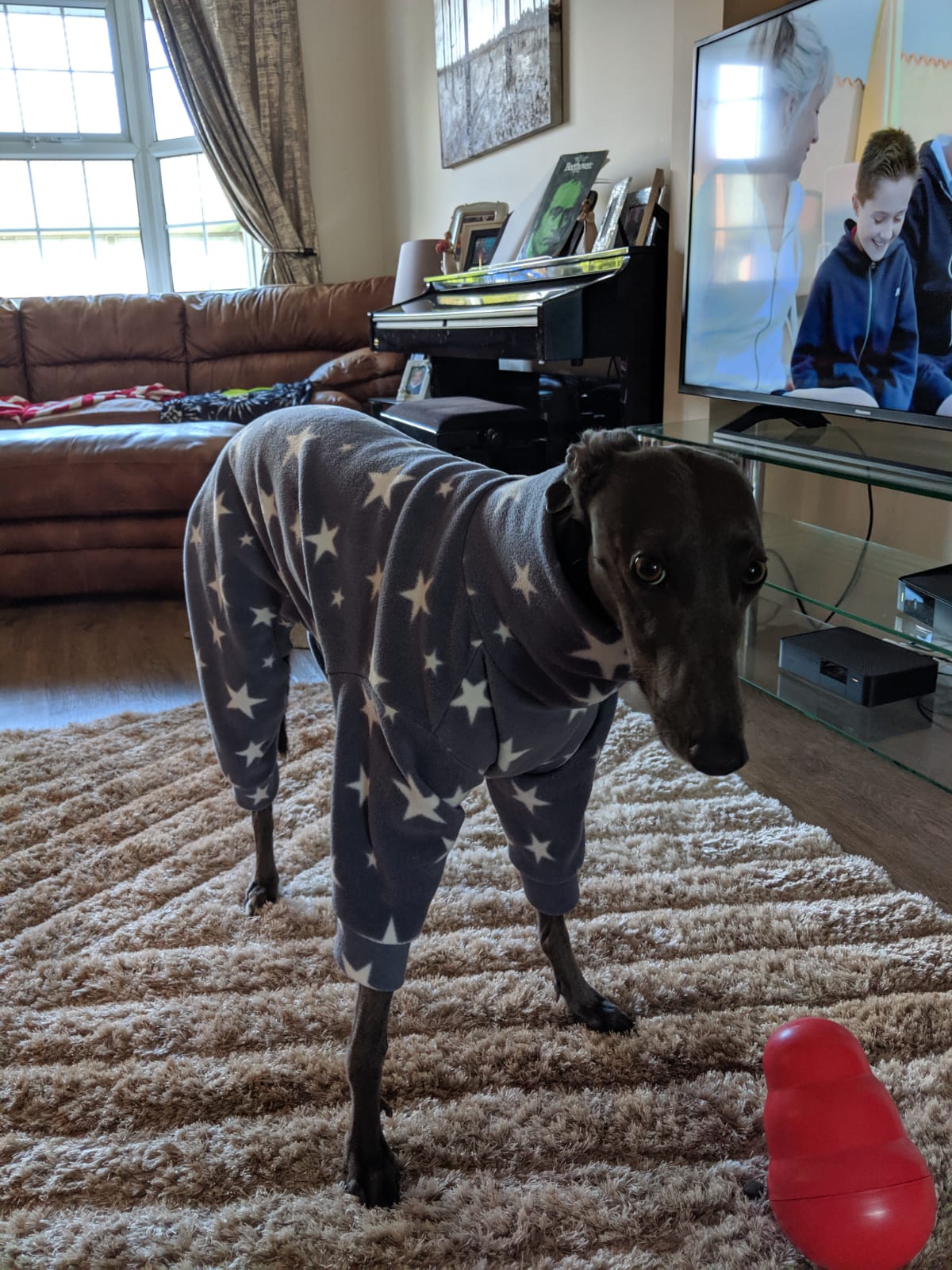 Nervous to show you all her new jammies r/Greyhounds