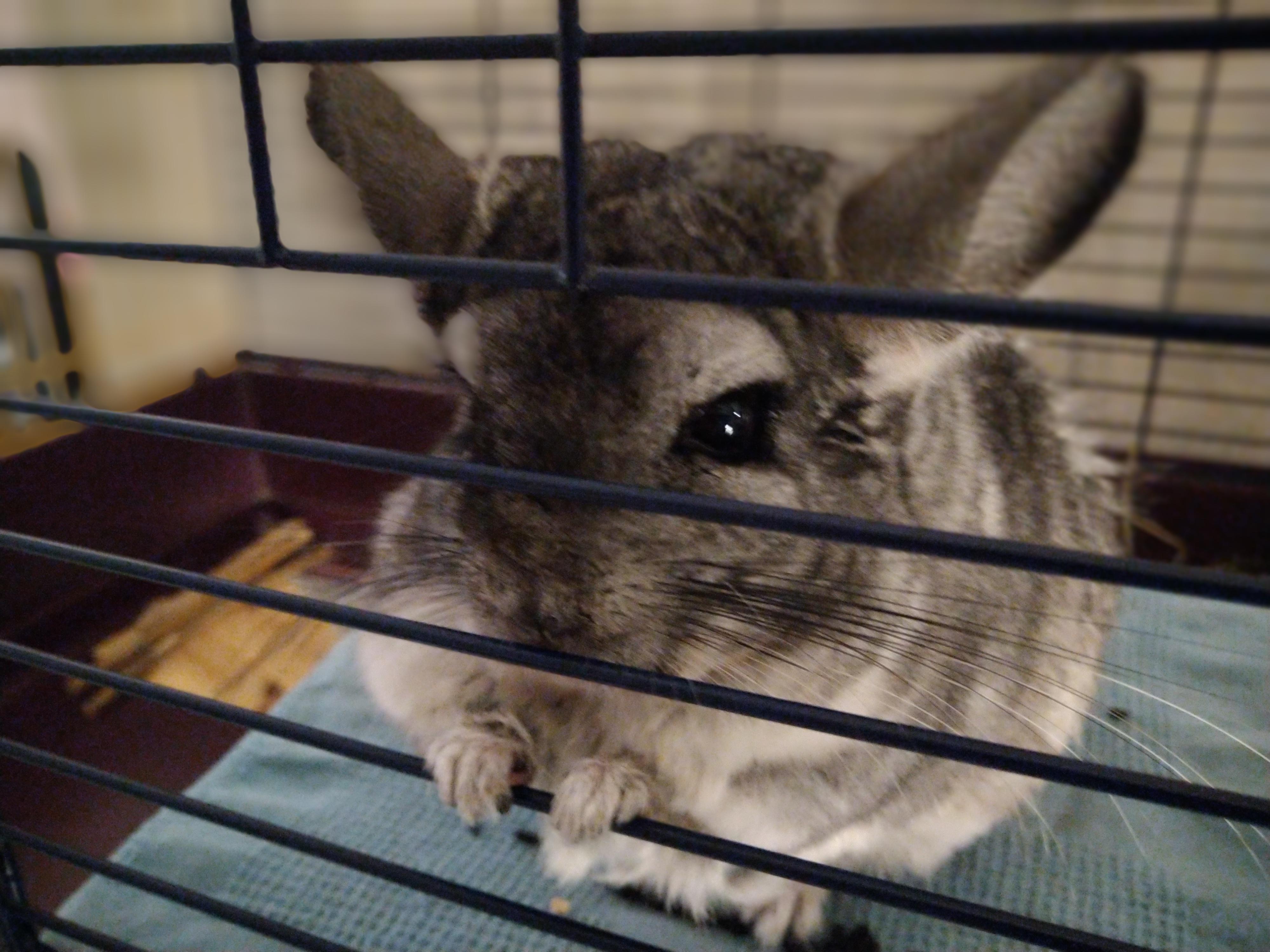 This is definitely a chinchilla smile r/chinchilla