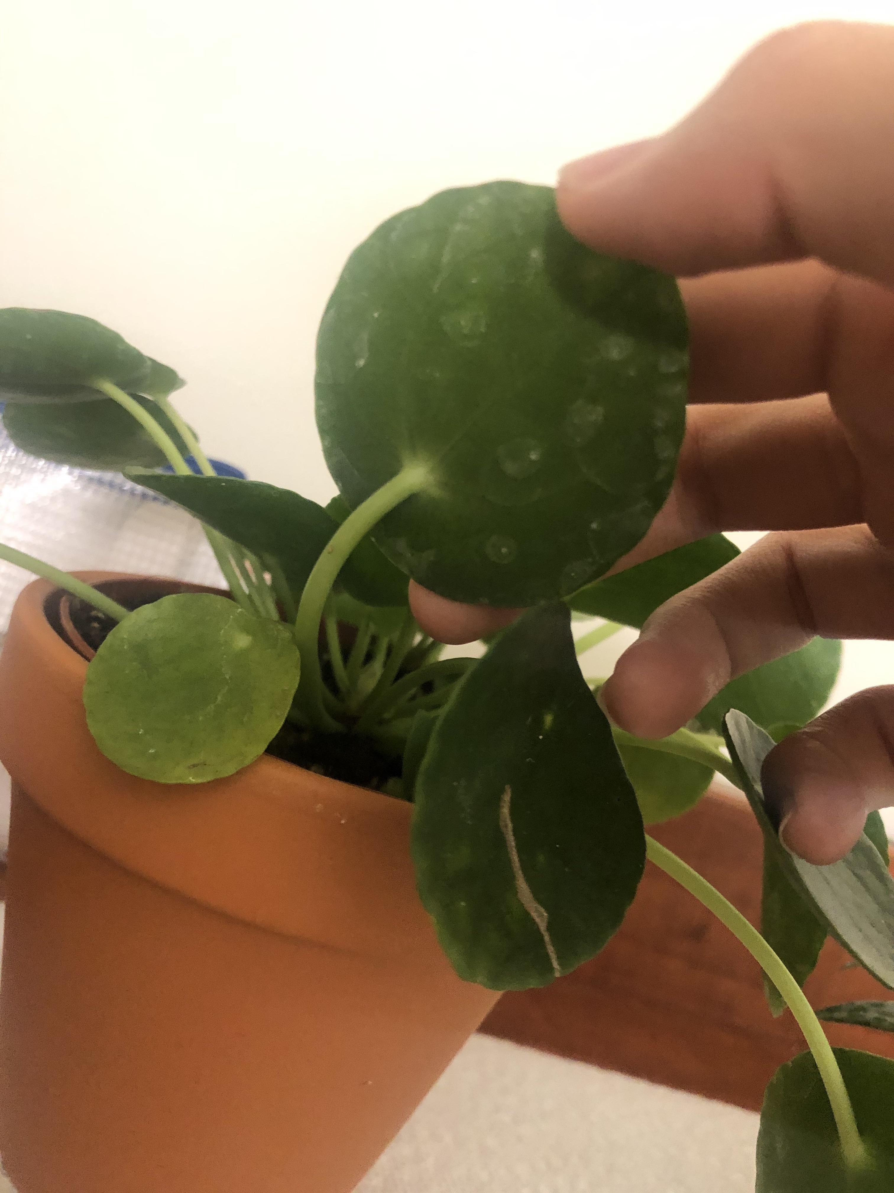 What are these white spots on my pilea? r/plantclinic