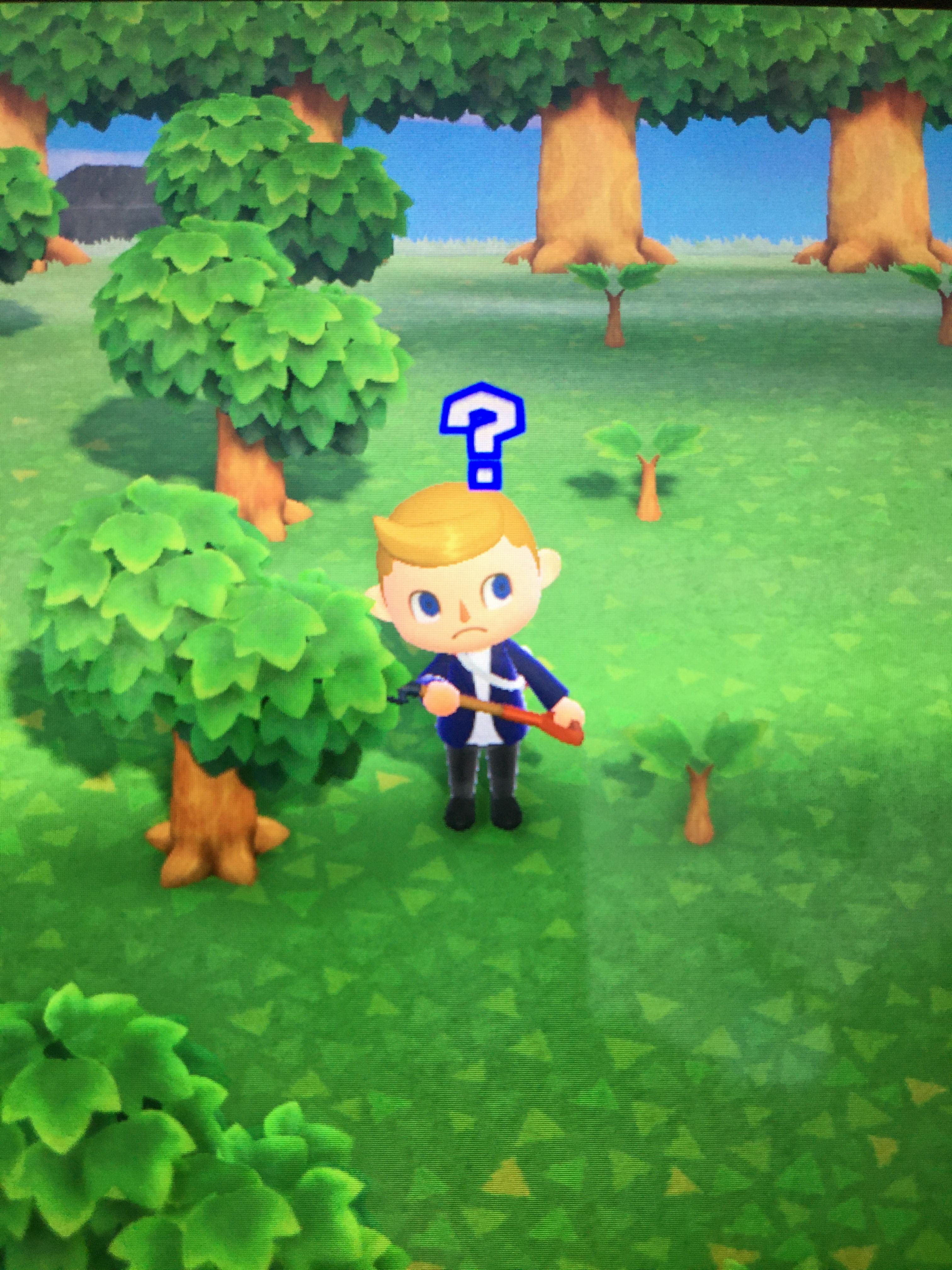 I planted all theses saplings at the same time just wondering why they