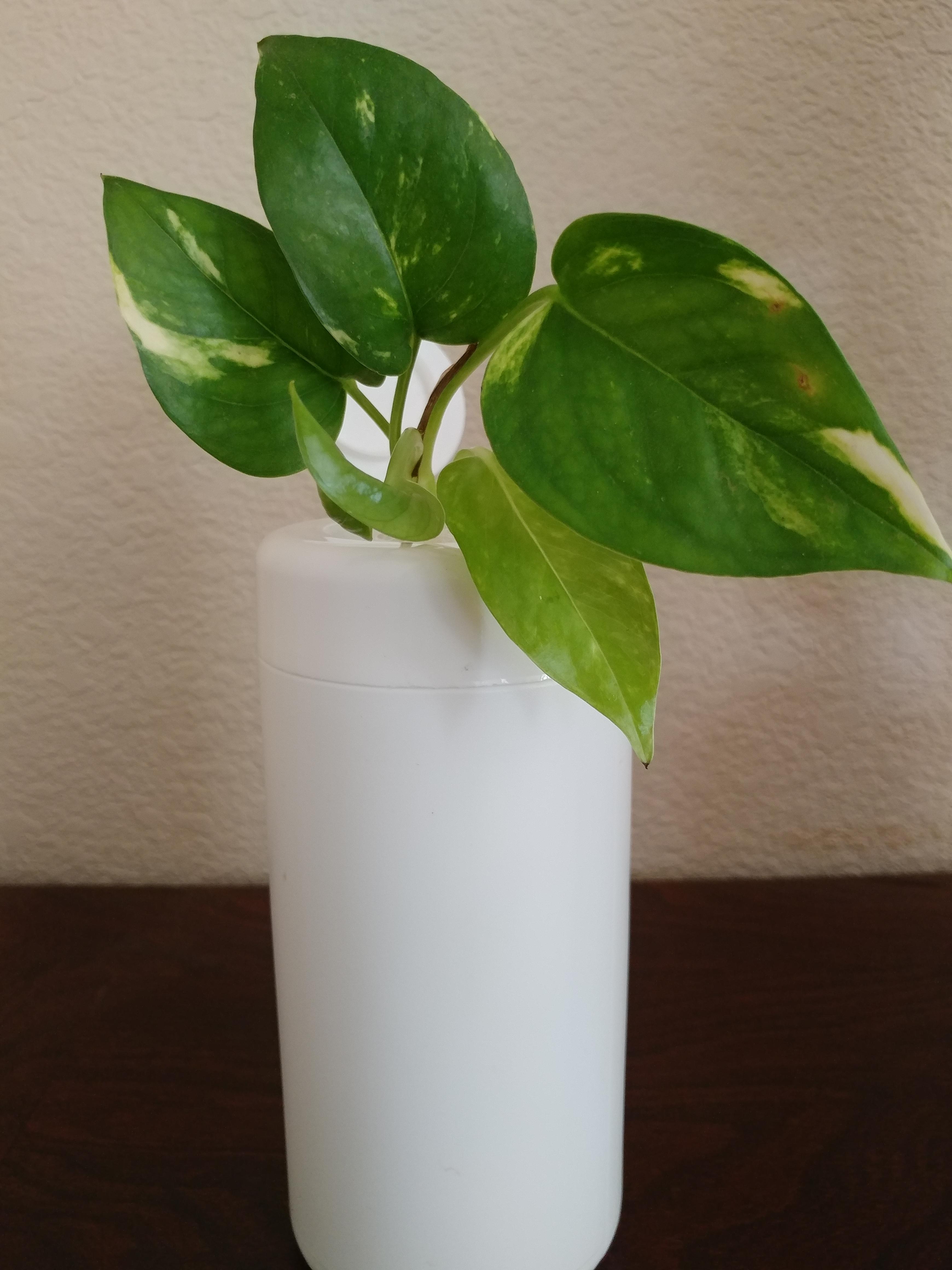Repurposed cleaning container makes for a modern hydroponic vase