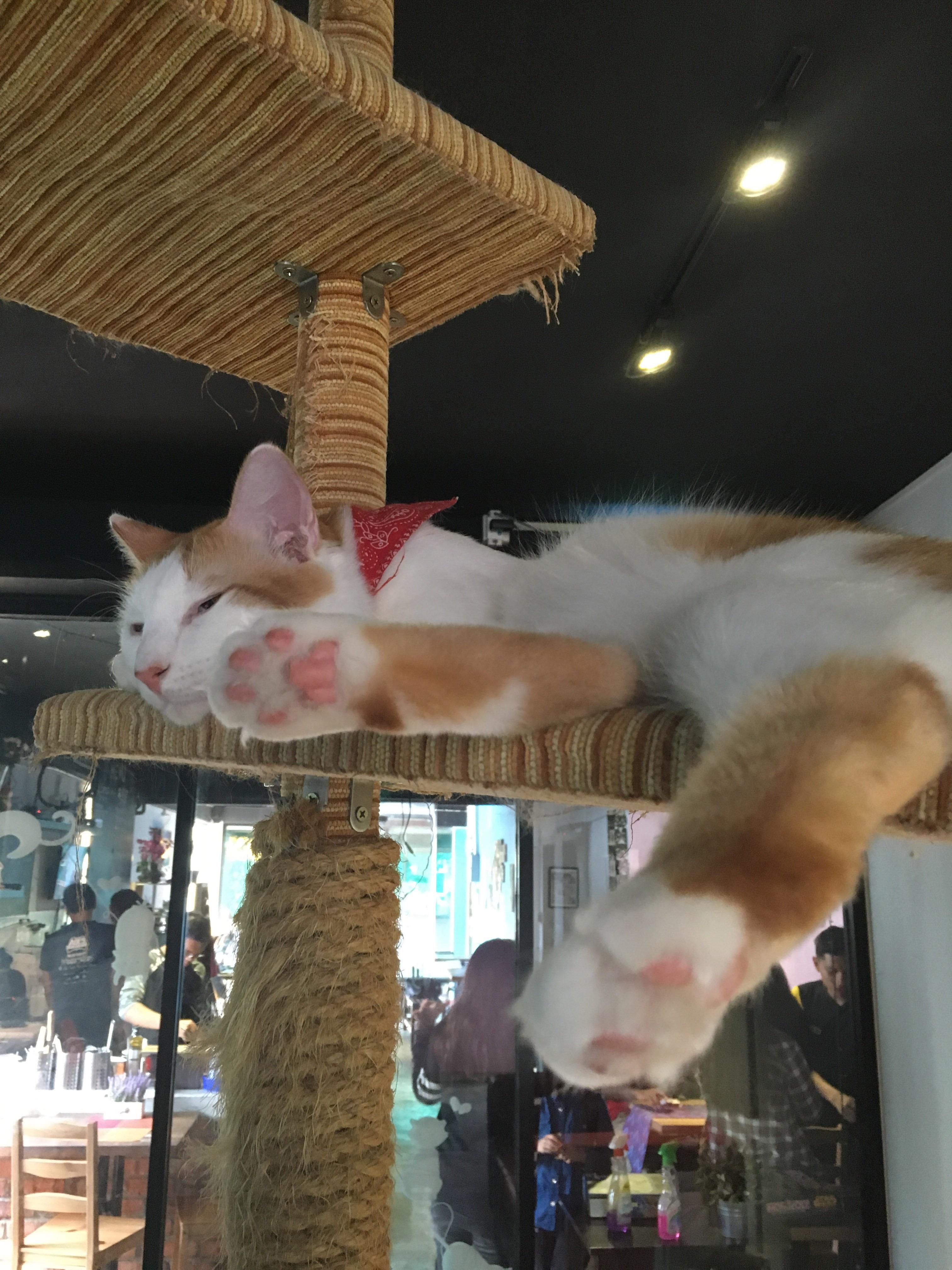 Jelly beans in cat cafe r/jellybeantoes