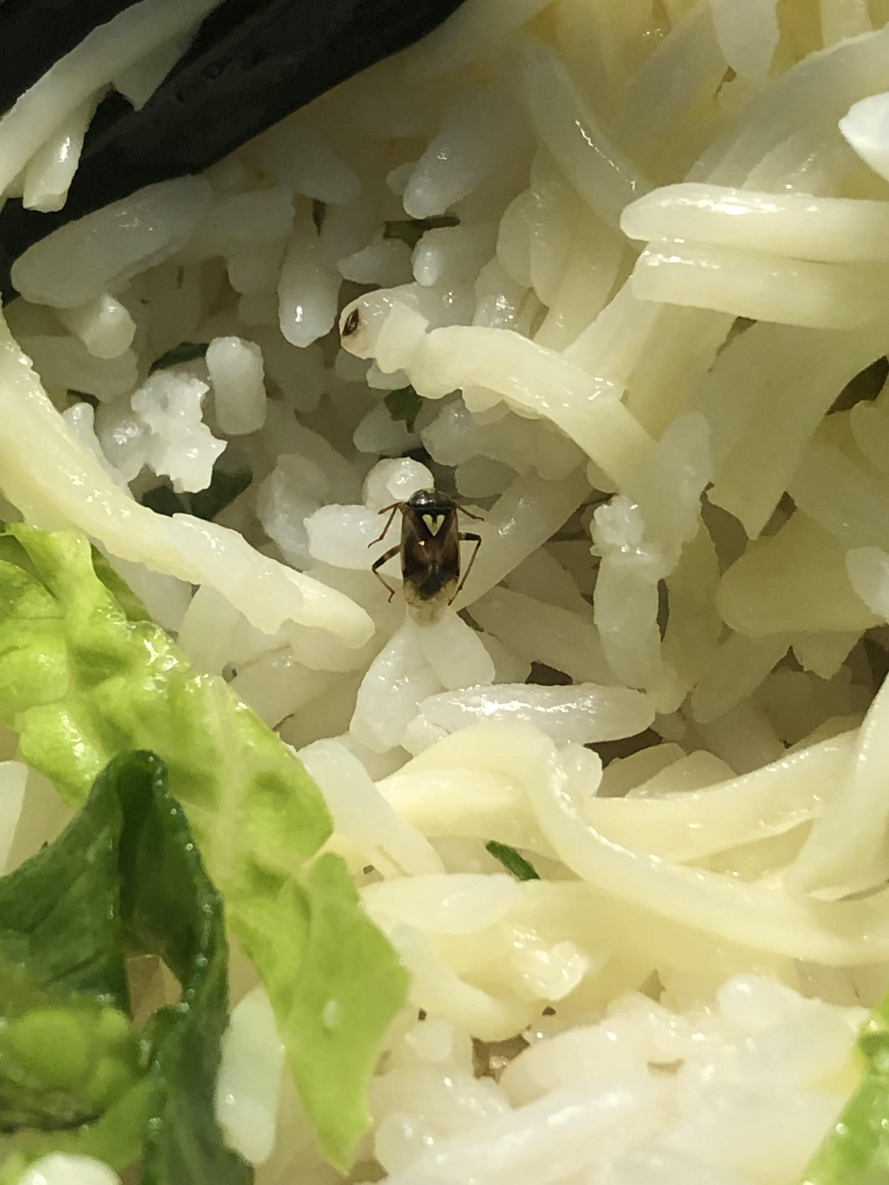 Found this bug on the lettuce in my food at chipotle, what is he?? I’m