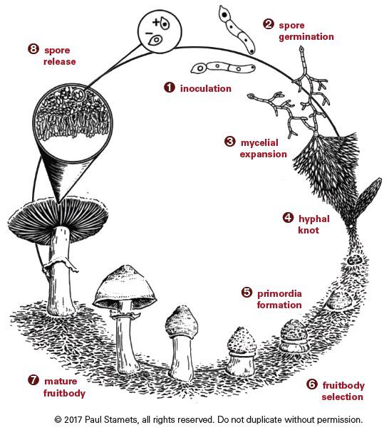 cycle of life r/shrooms
