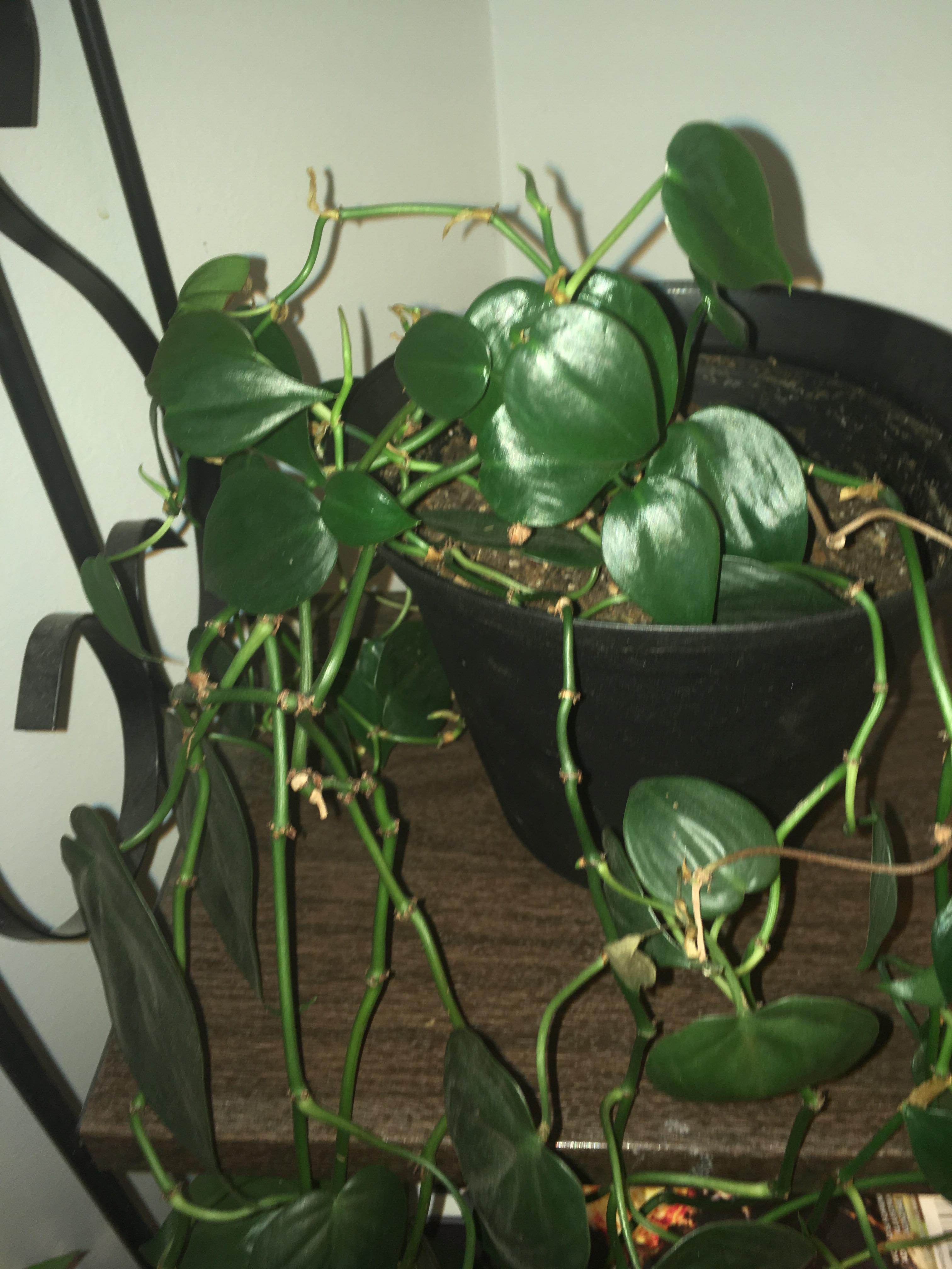 Indoor plant in northern Alberta. It’s a vine plant. What’s this plant