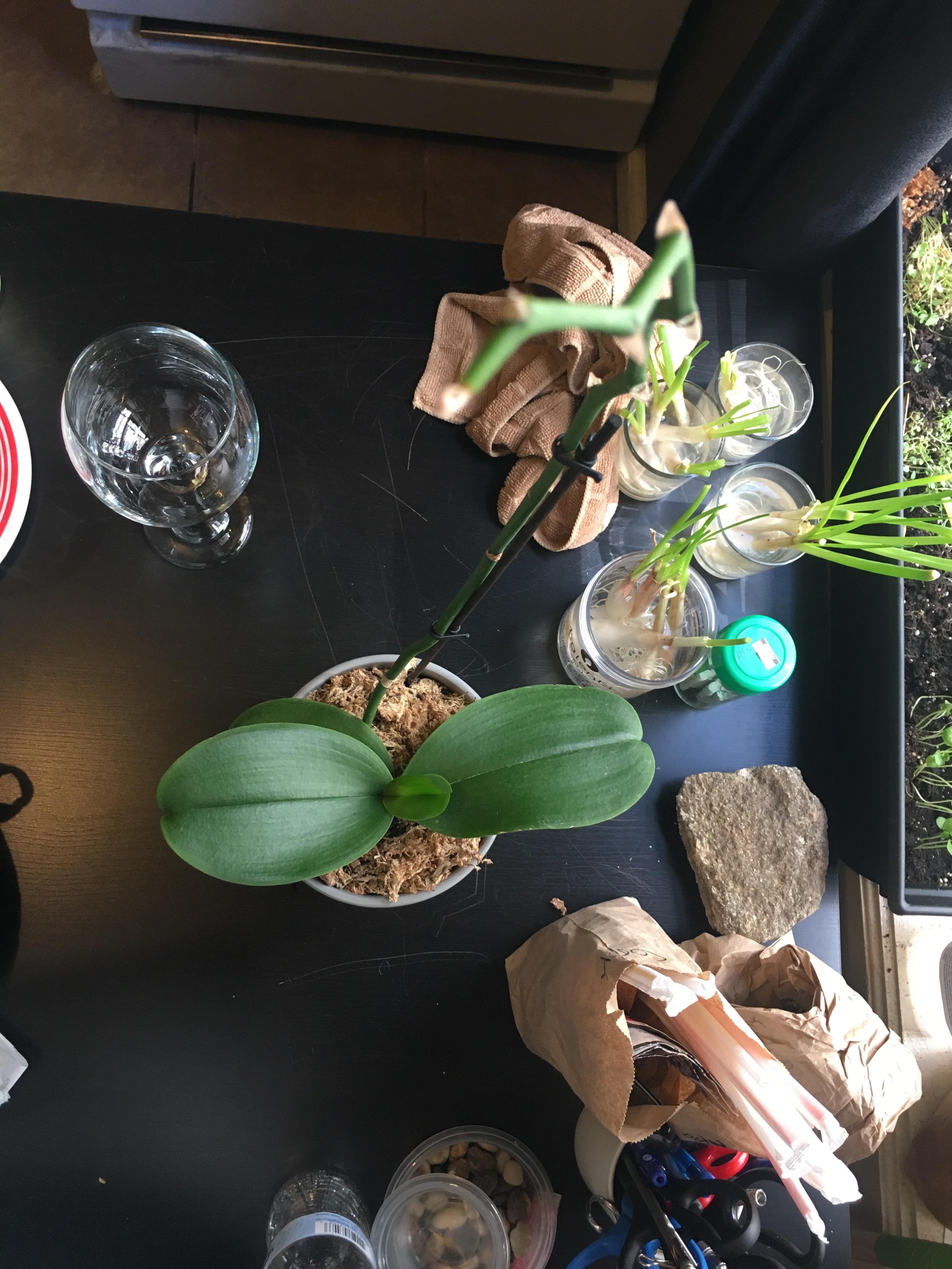 What should I do with this orchid? It's my first orchid and the flowers