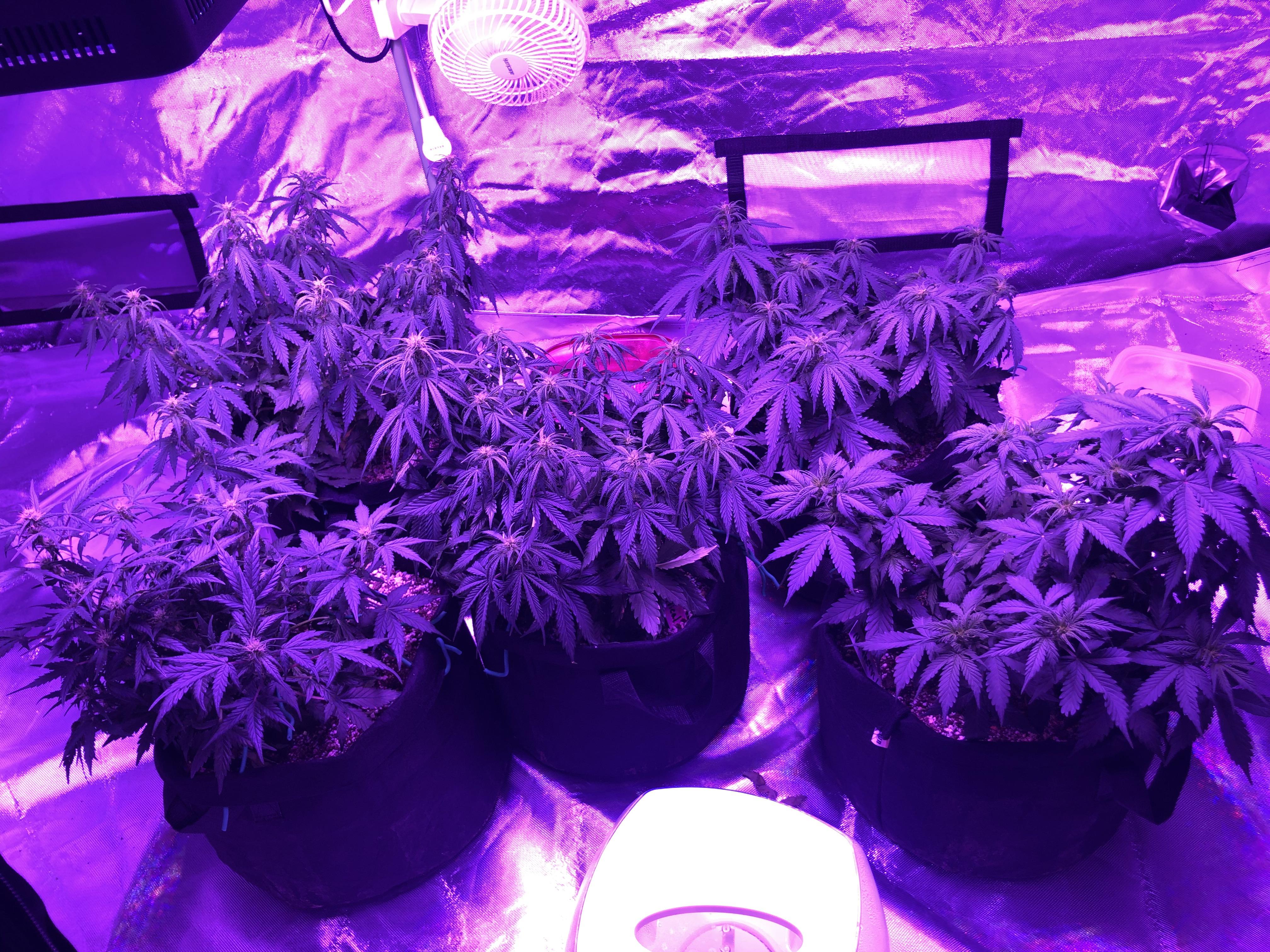 Day 38. First Grow. Pineapple Express, gorilla glue, critical purple