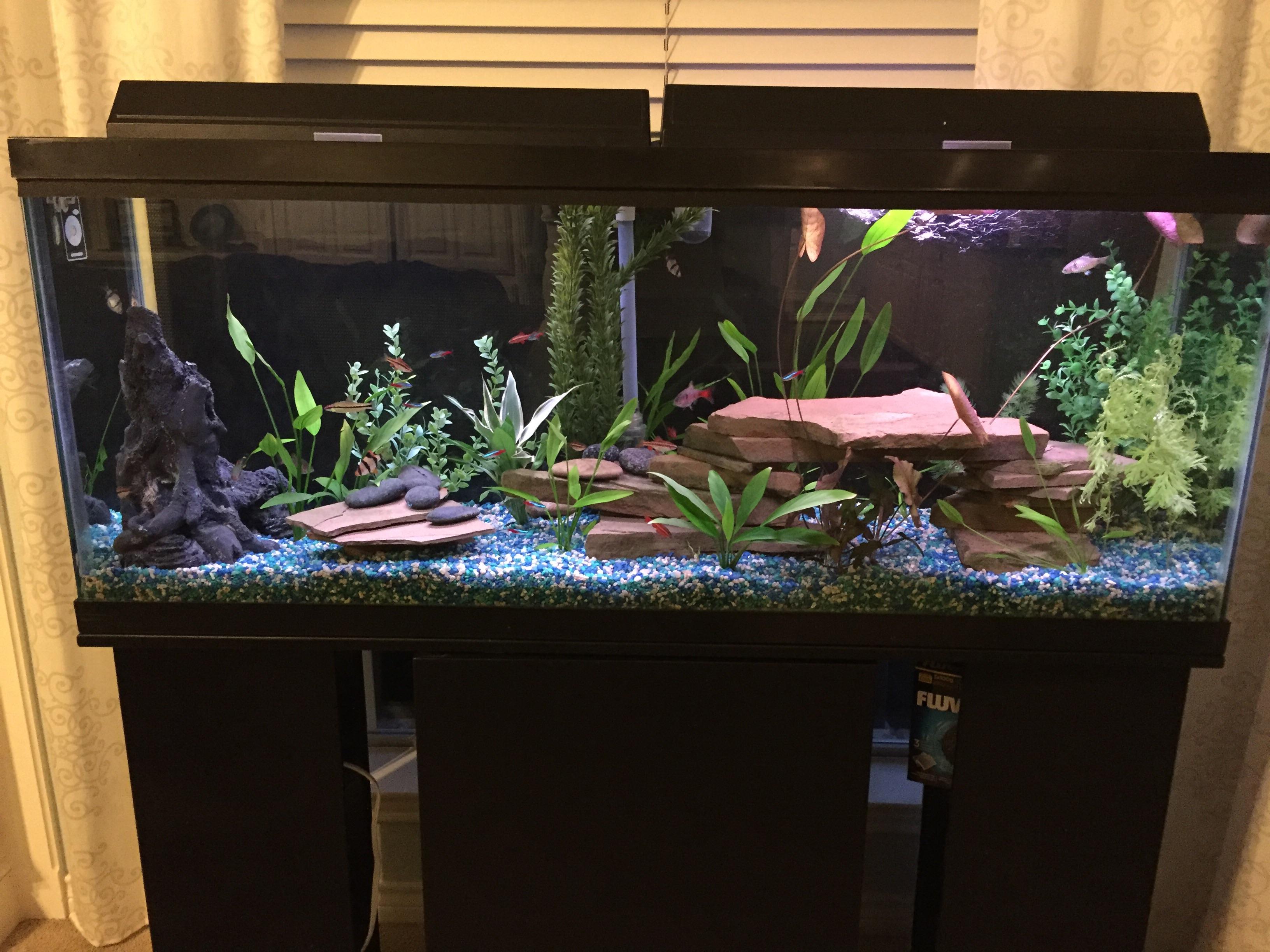 My freshwater tank. Cherry, Odessa, and tiger barbs, roseline sharks