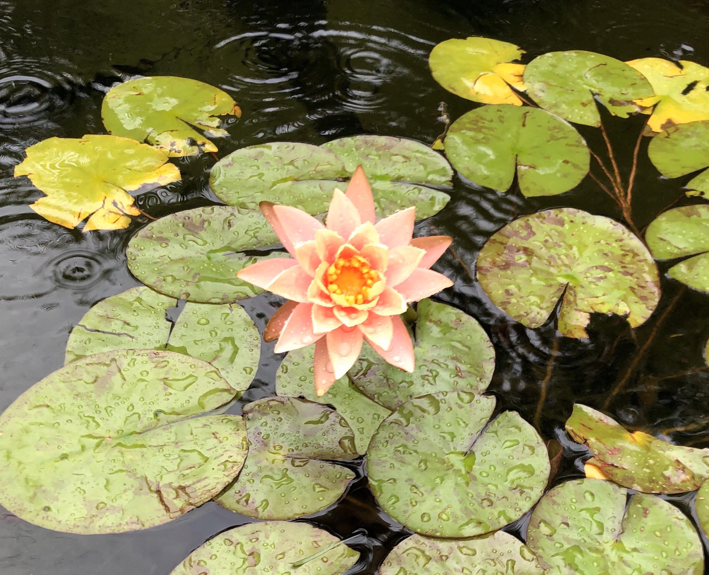 Another flowering first for my water lilies. r/ponds