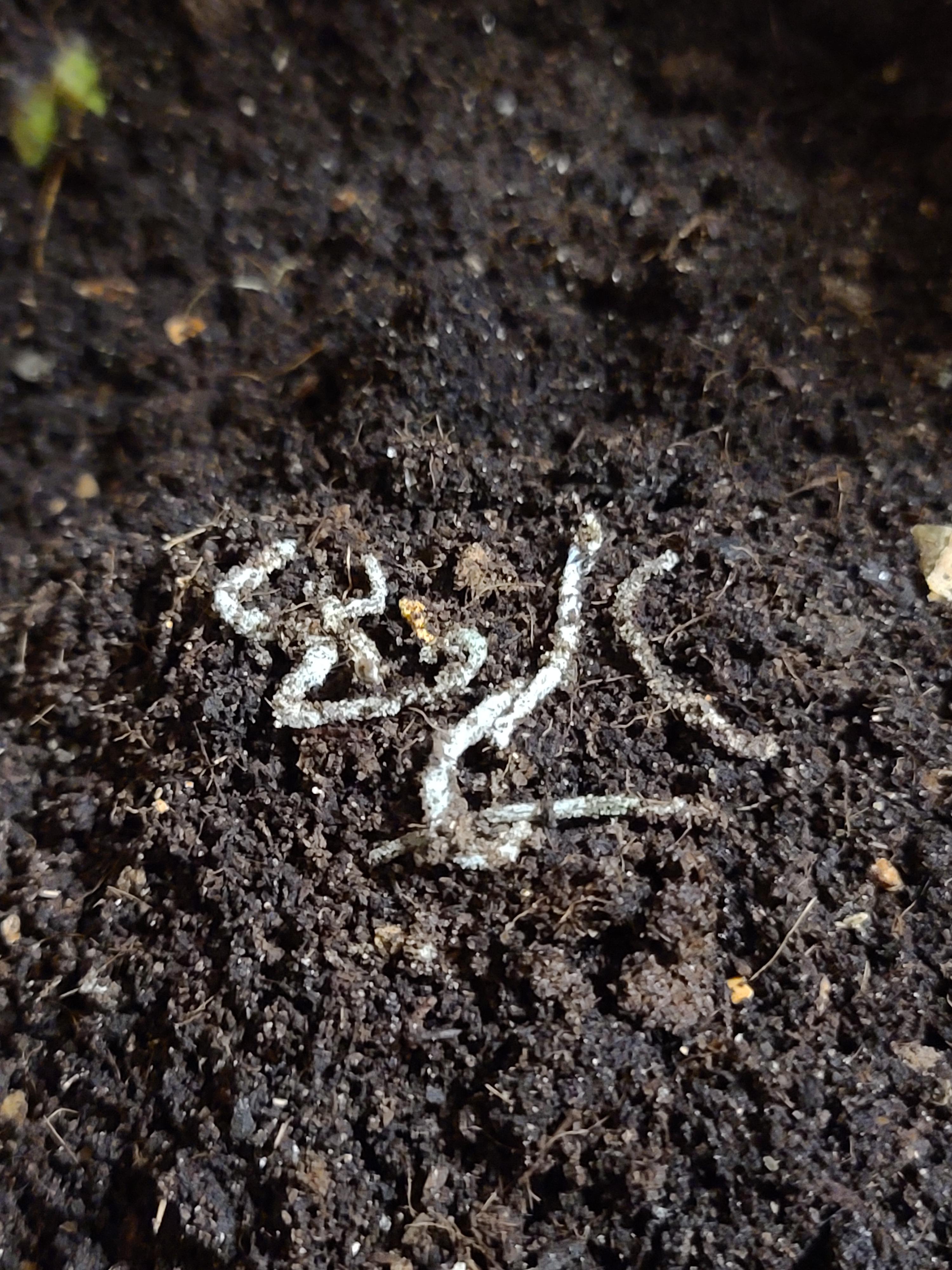 Some of my worms died they were on the surface, what could have