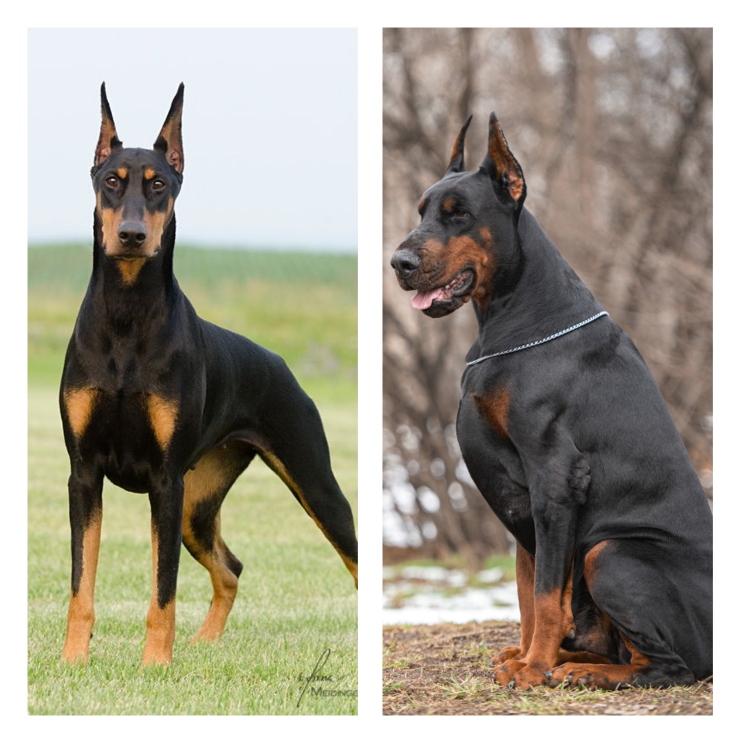 American doberman vs European doberman r/pics