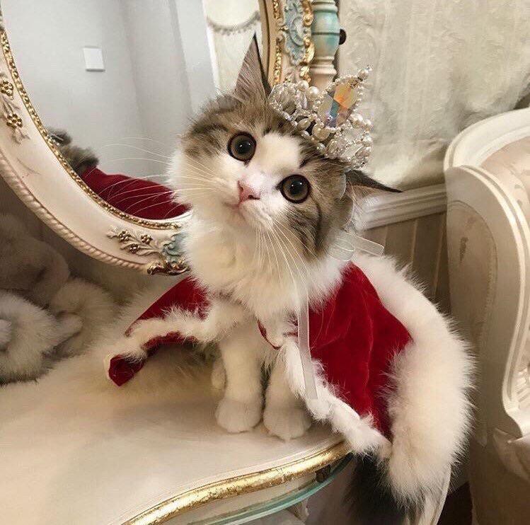 Queen Kitten r/aww