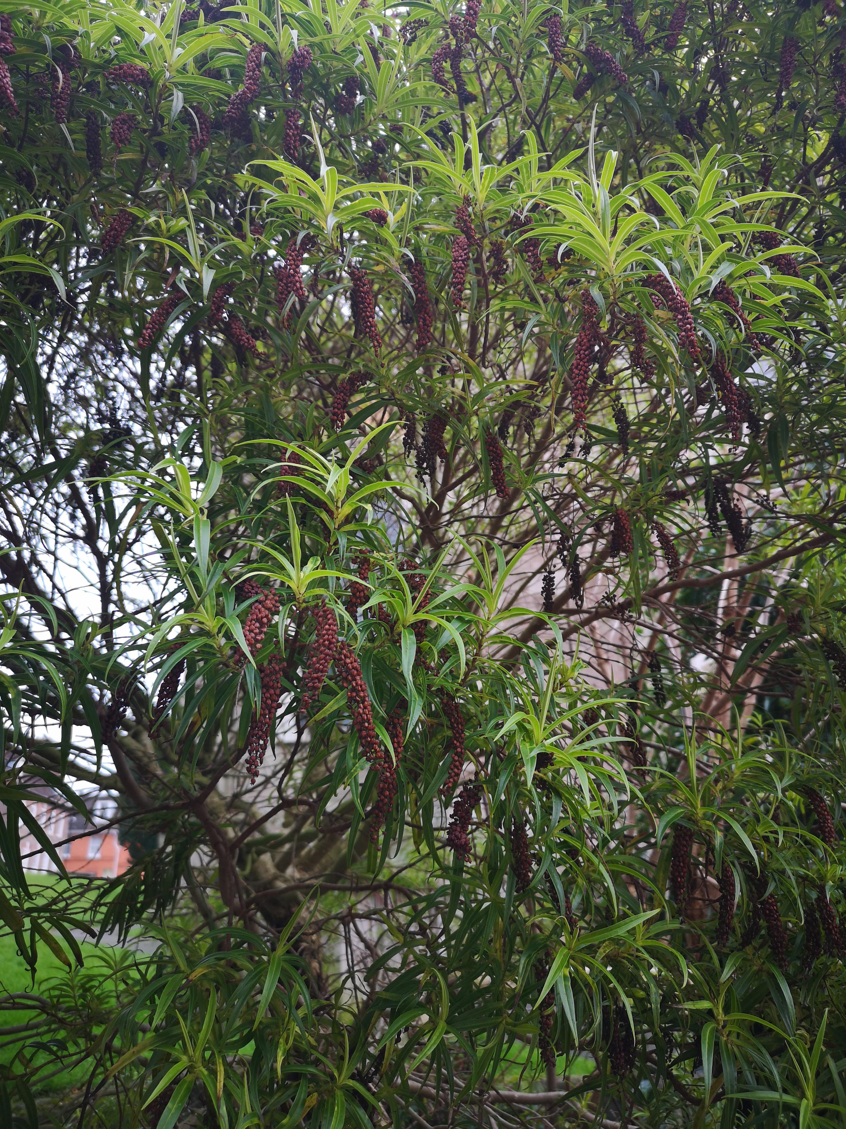 Is this plant safe safe to put in my hamsters cage for foraging? r