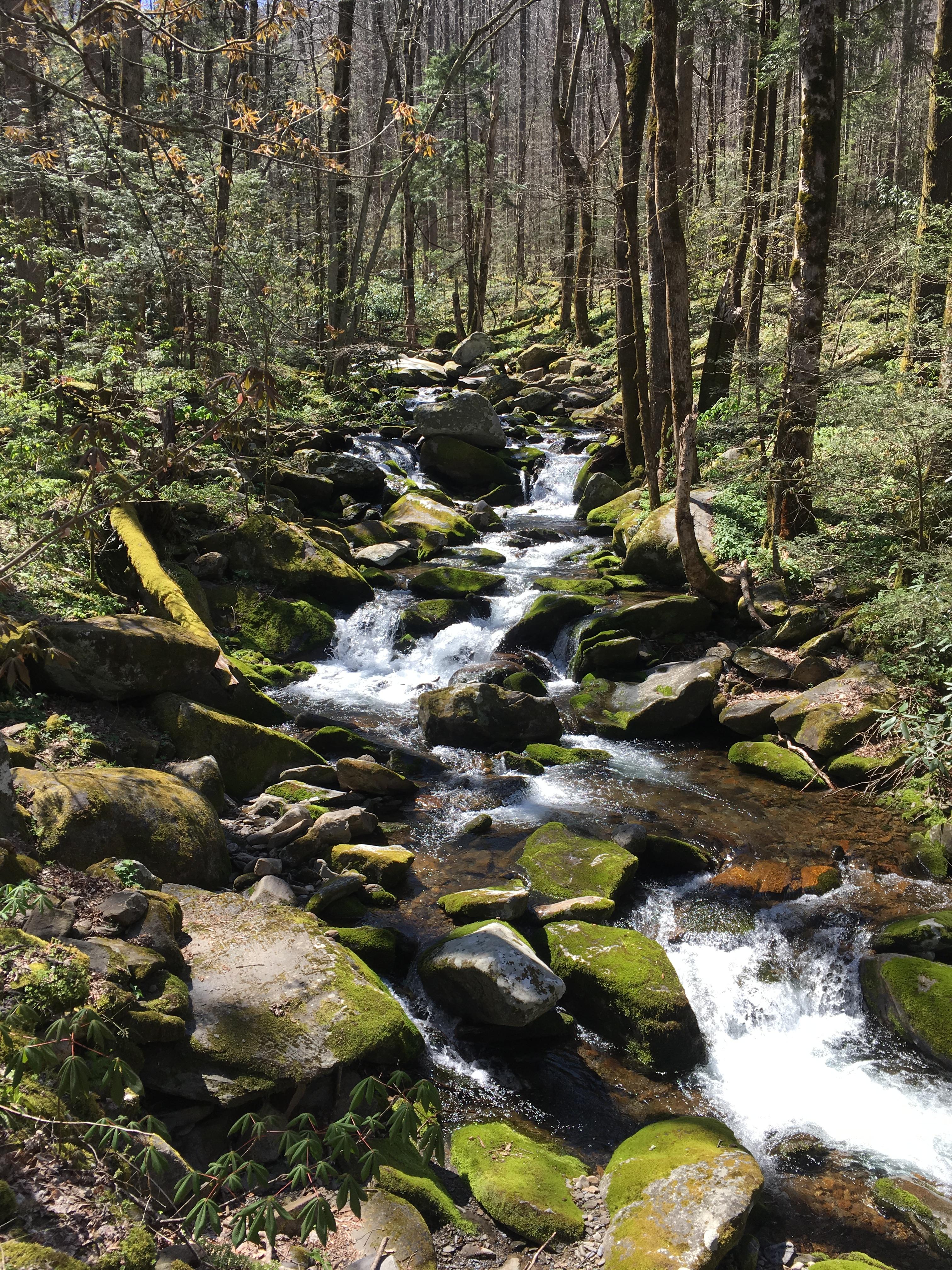 Cosby Creek from the Low Gap Trail Smoky Mountains Nat'l Park, TN r/CampingandHiking