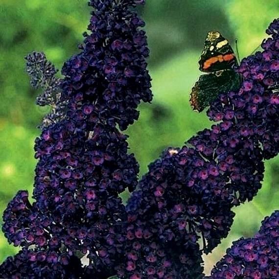 Butterfly Bush Black Knight r/flowers