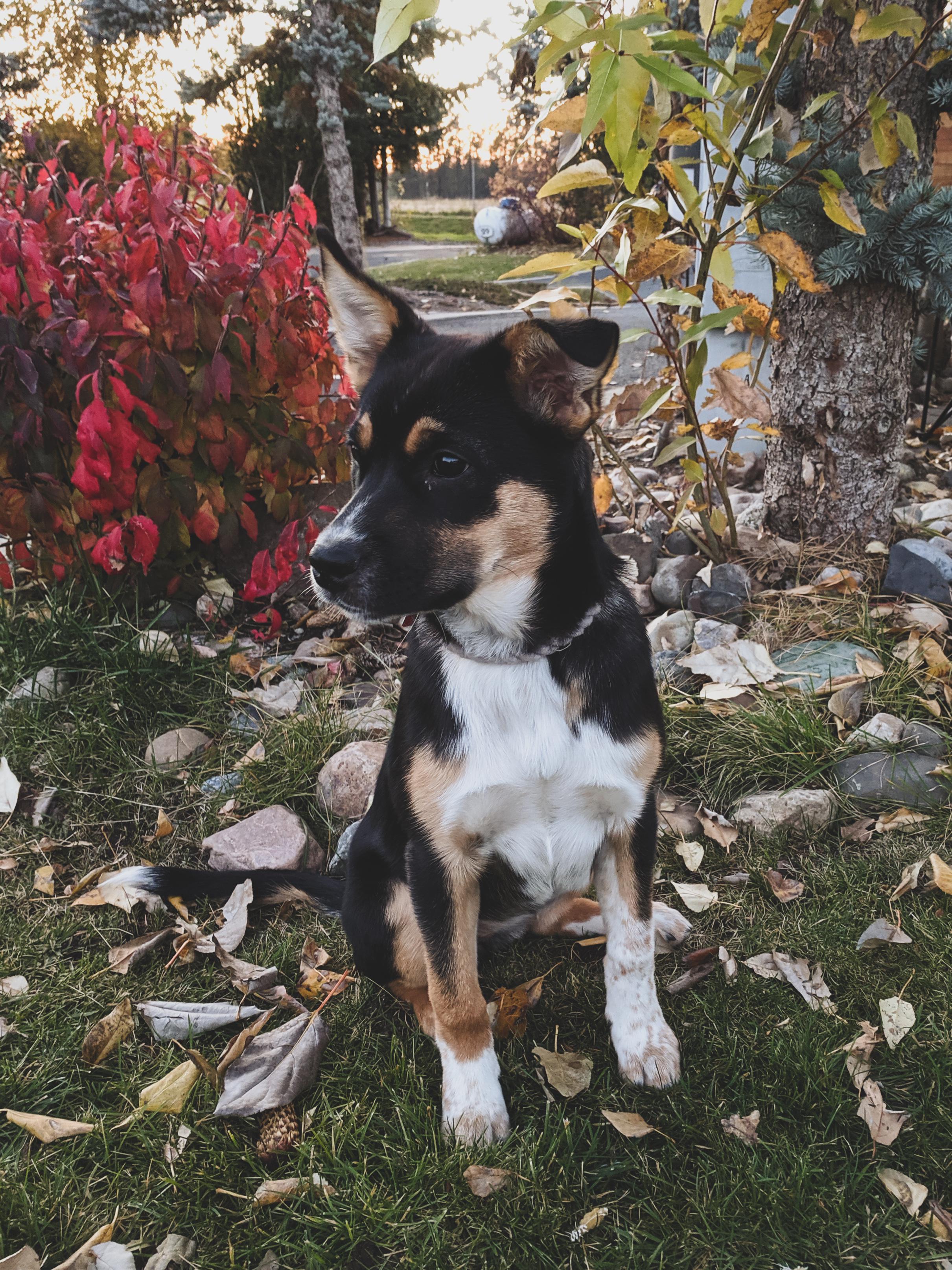 (new to the area with a 4mo puppy) Where are the best places to take puppies to play with other