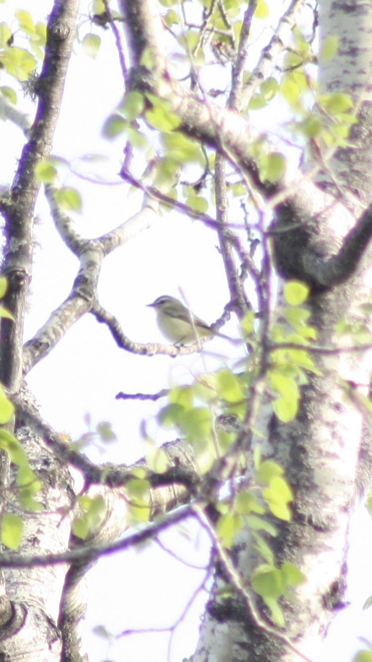 Tennessee Warbler or Philadelphia Vireo? r/whatsthisbird